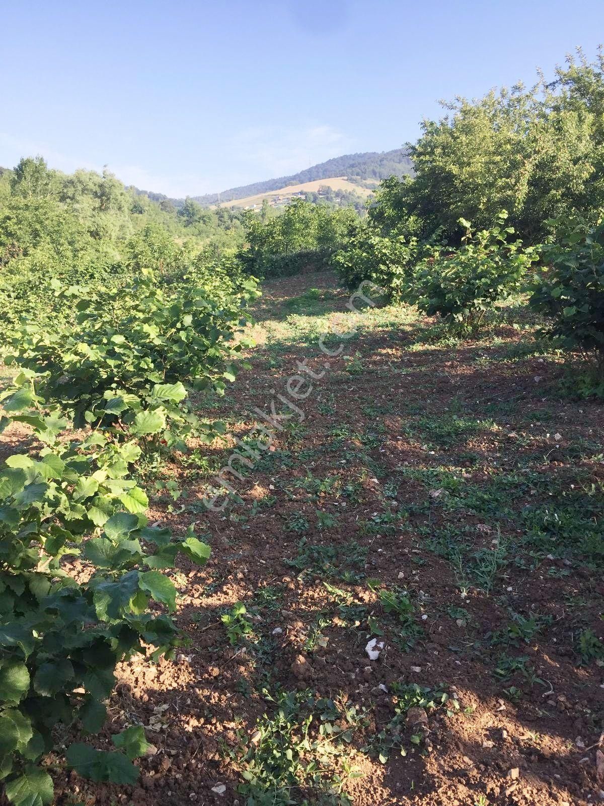 Bursa Kestel Ümitalanda Yol Üzerin De Satılık Meyve Bahçesi - Görsel 20