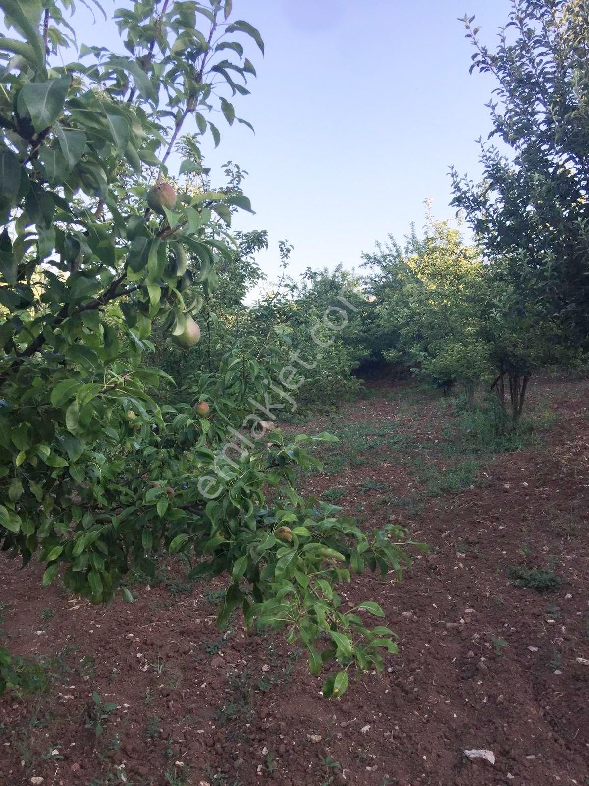 Bursa Kestel Ümitalanda Yol Üzerin De Satılık Meyve Bahçesi - Görsel 13
