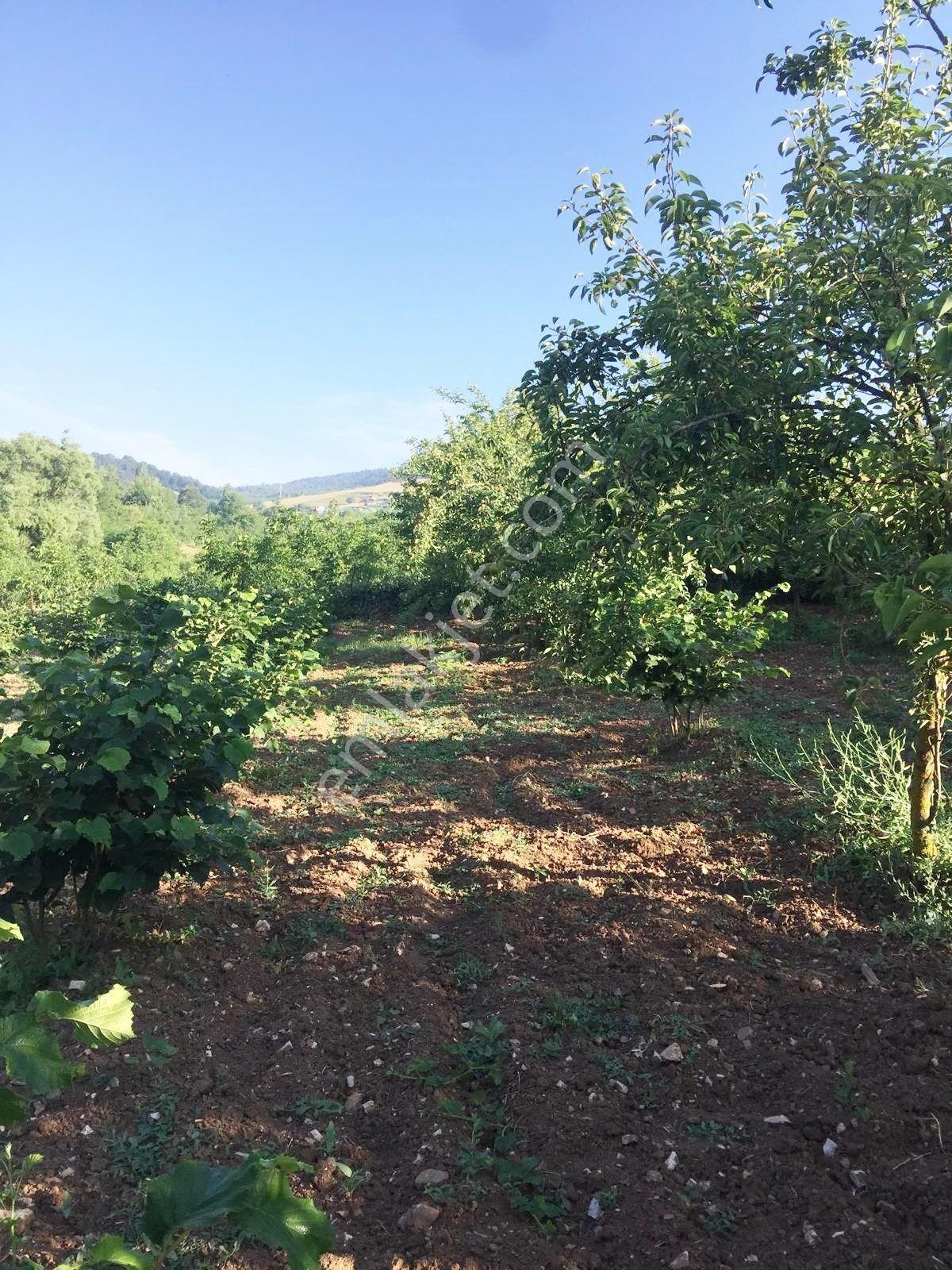 Bursa Kestel Ümitalanda Yol Üzerin De Satılık Meyve Bahçesi - Görsel 12