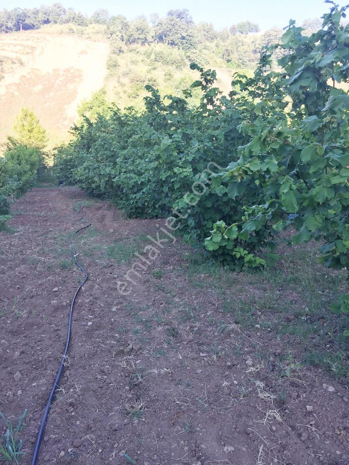 Bursa Kestel Ümitalanda Yol Üzerin De Satılık Meyve Bahçesi - Görsel 19