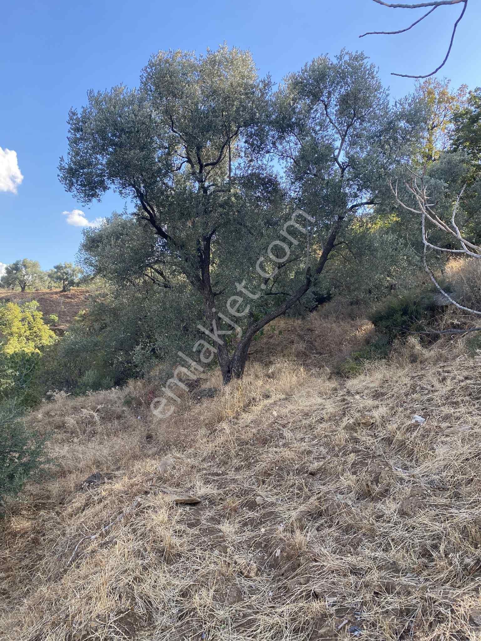 Aydın Nazillli Hisarcık Mah Satılık İncir Ve Zeytin Bahçesi - Görsel 3