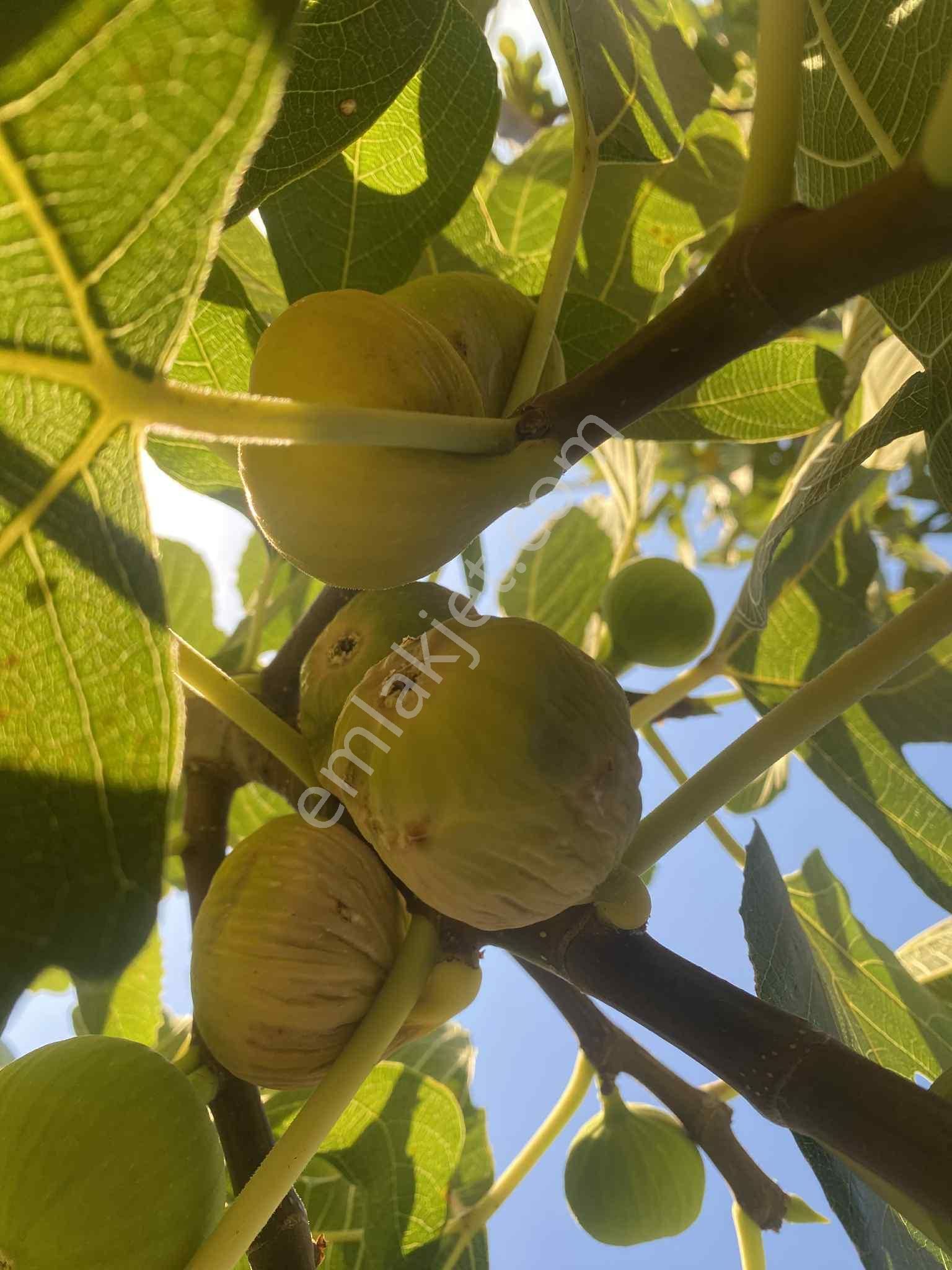 Aydın Nazillli Hisarcık Mah Satılık İncir Ve Zeytin Bahçesi - Görsel 14
