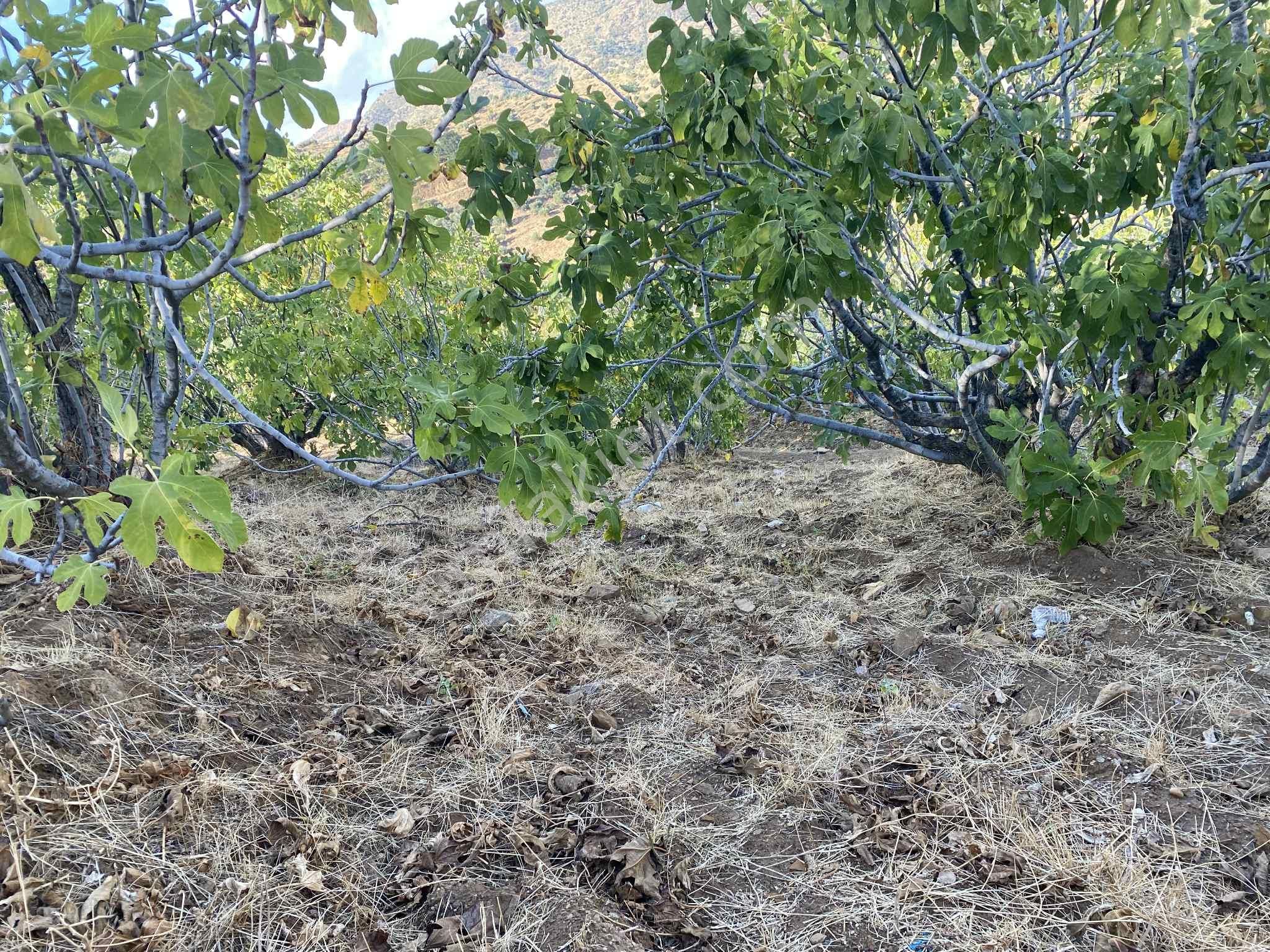 Aydın Nazillli Hisarcık Mah Satılık İncir Ve Zeytin Bahçesi - Görsel 8