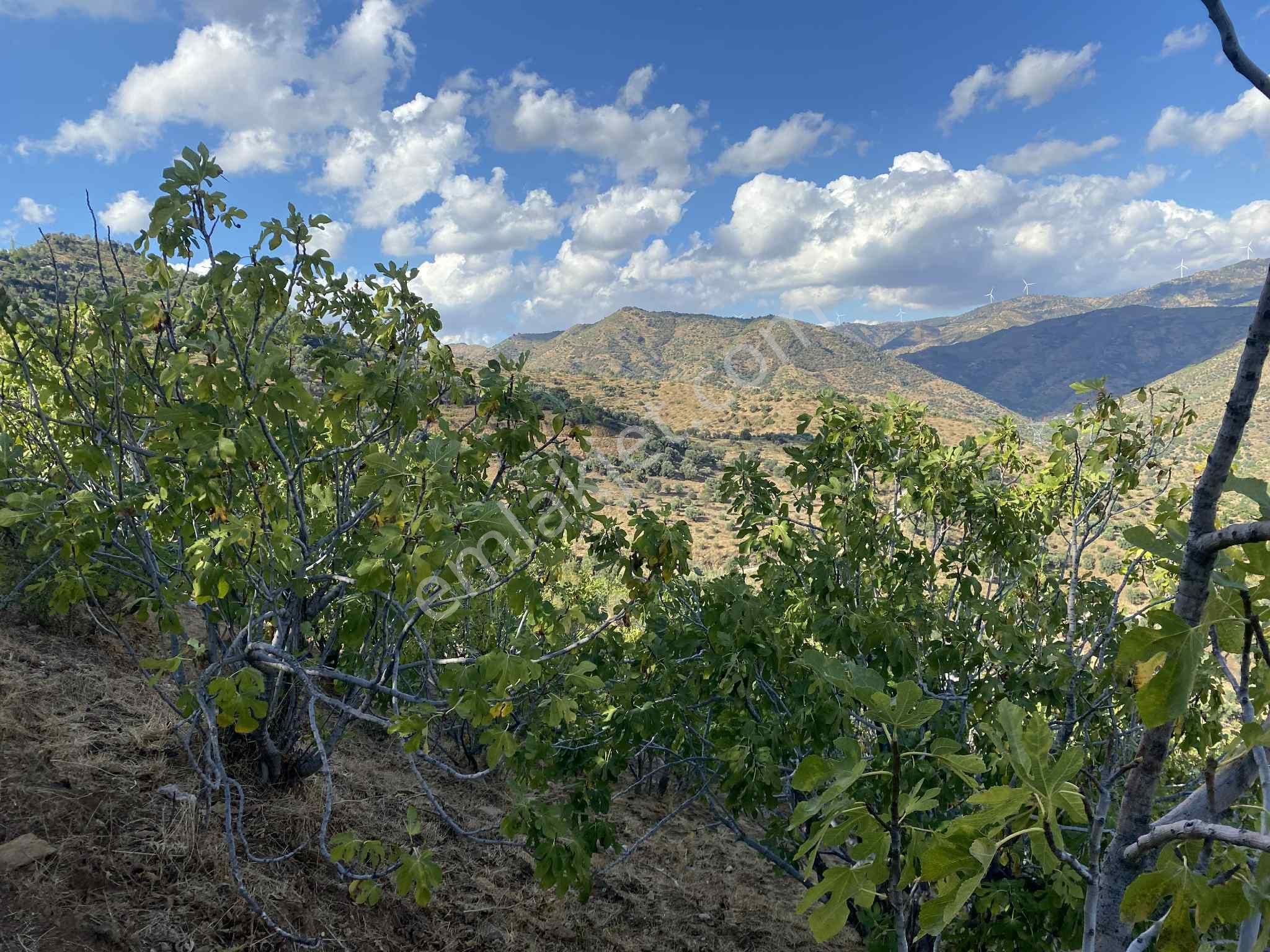 Aydın Nazillli Hisarcık Mah Satılık İncir Ve Zeytin Bahçesi - Görsel 10