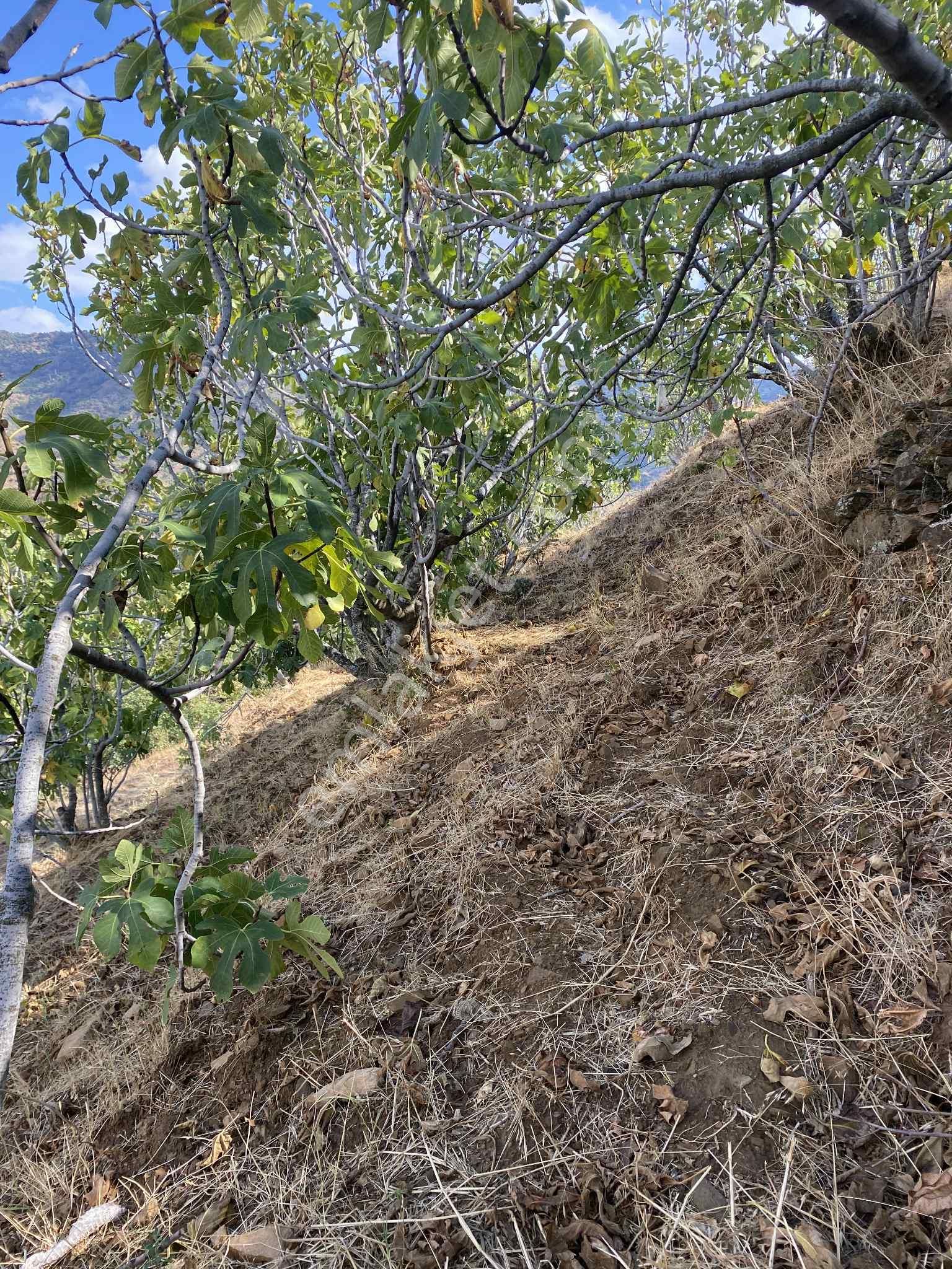 Aydın Nazillli Hisarcık Mah Satılık İncir Ve Zeytin Bahçesi - Görsel 13