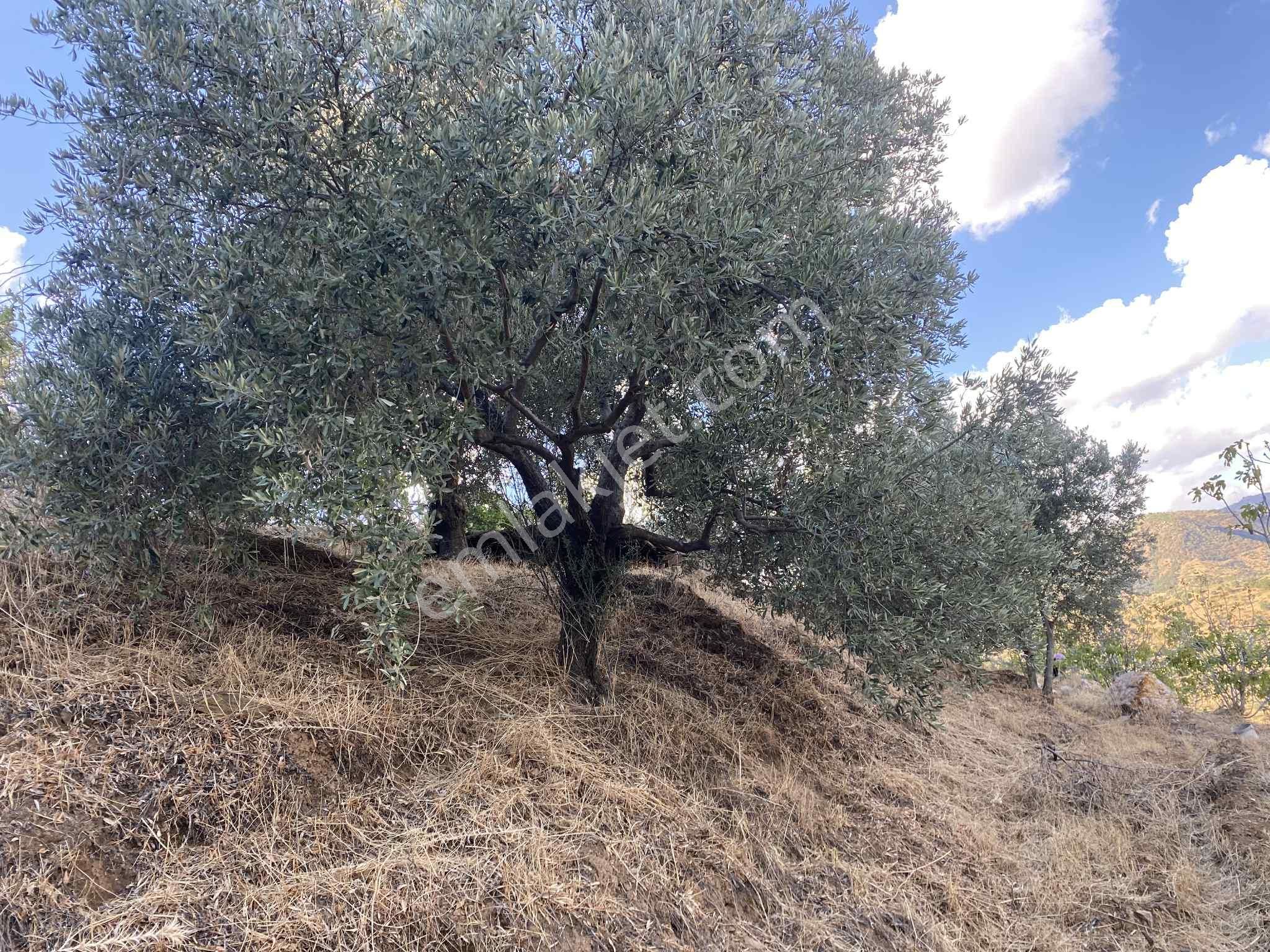 Aydın Nazillli Hisarcık Mah Satılık İncir Ve Zeytin Bahçesi - Görsel 7