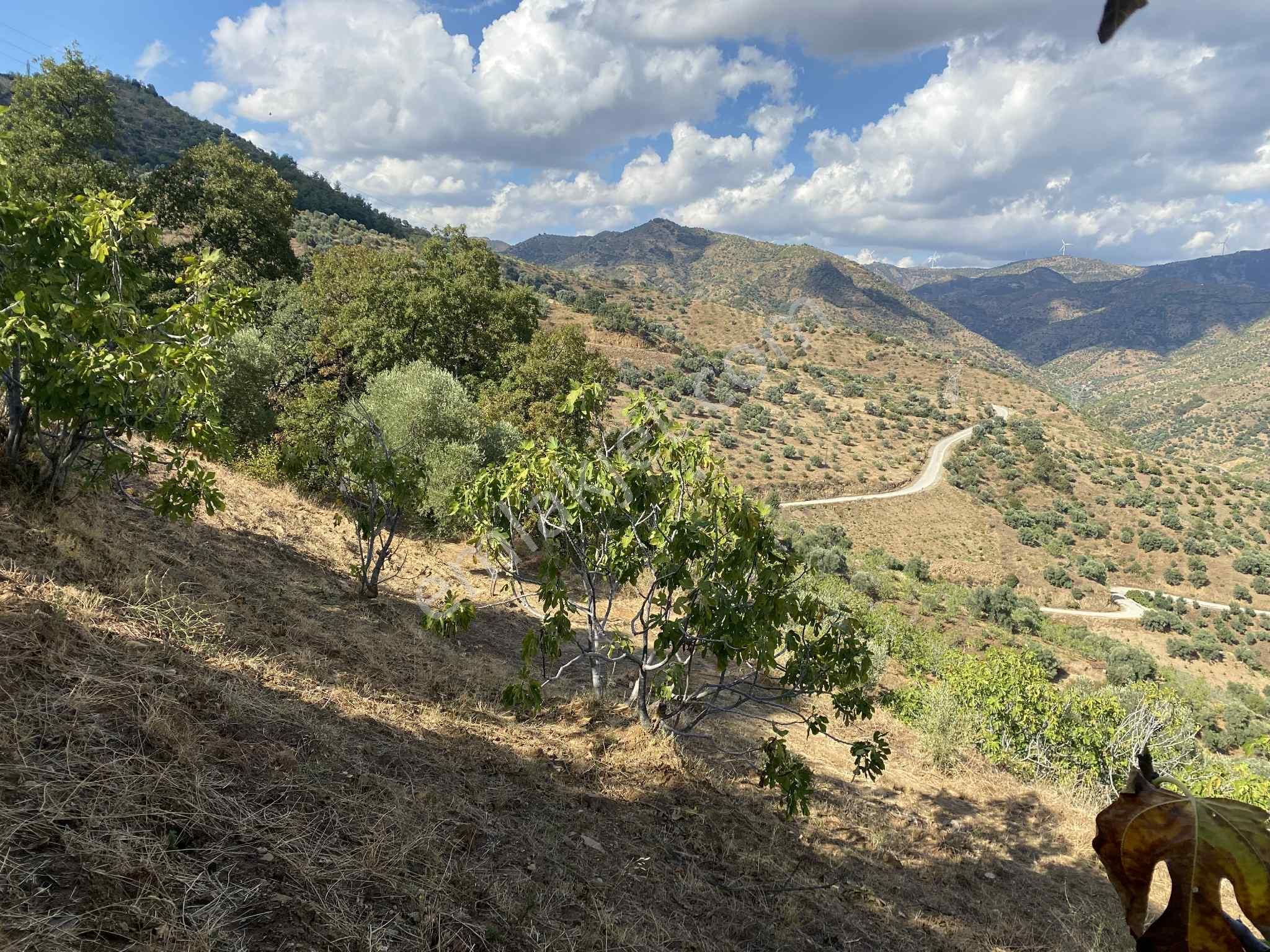 Aydın Nazillli Hisarcık Mah Satılık İncir Ve Zeytin Bahçesi - Görsel 4