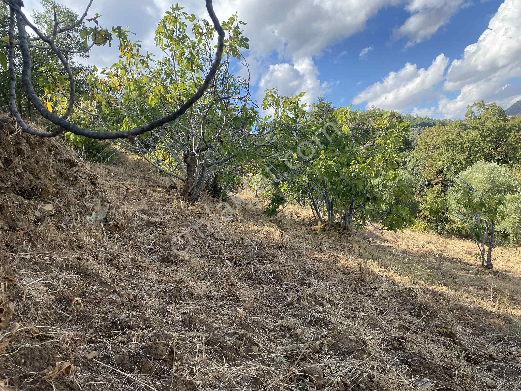 Aydın Nazillli Hisarcık Mah Satılık İncir Ve Zeytin Bahçesi - Görsel 11