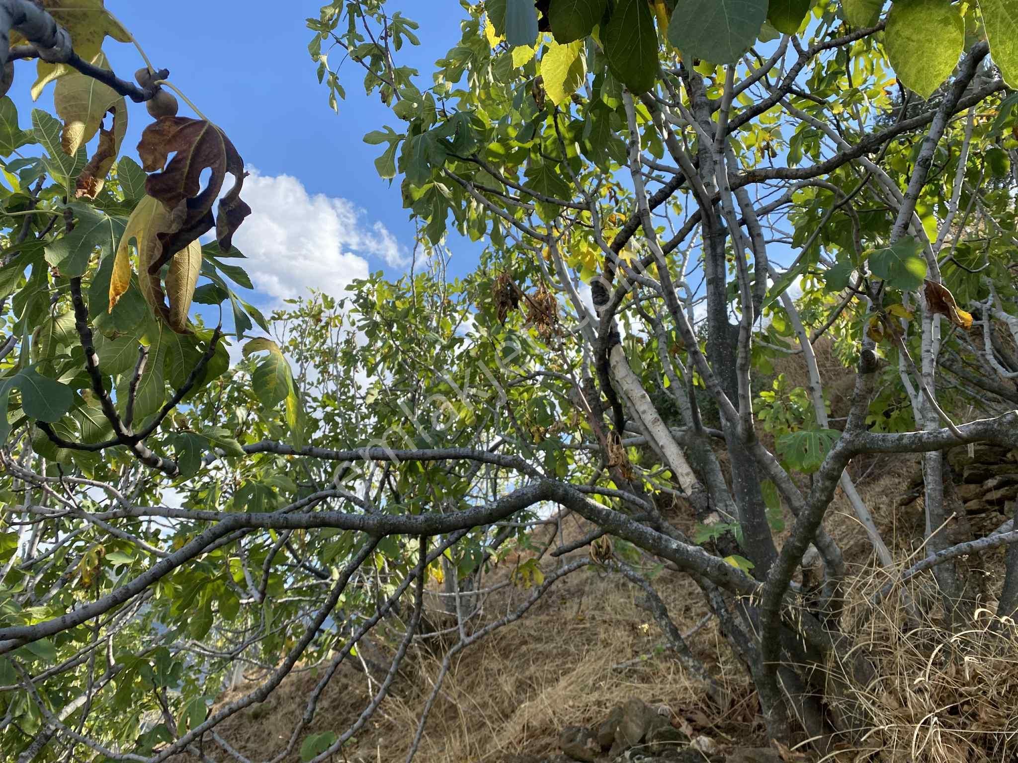 Aydın Nazillli Hisarcık Mah Satılık İncir Ve Zeytin Bahçesi - Görsel 6