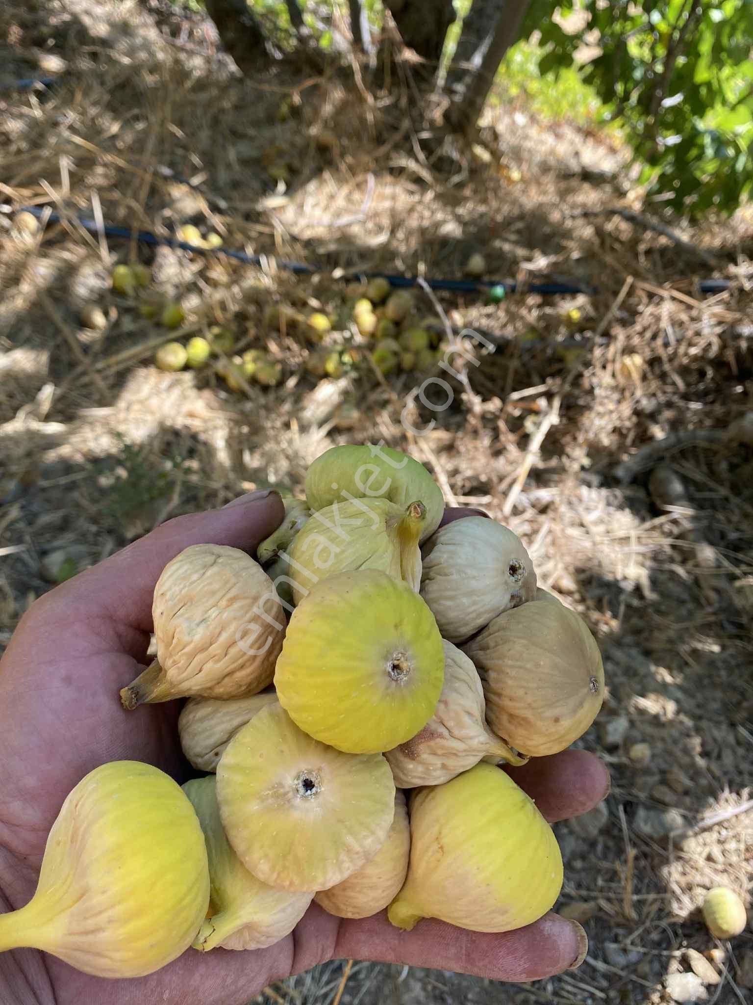 Aydın Nazillli Hisarcık Mah Satılık İncir Ve Zeytin Bahçesi - Görsel 12