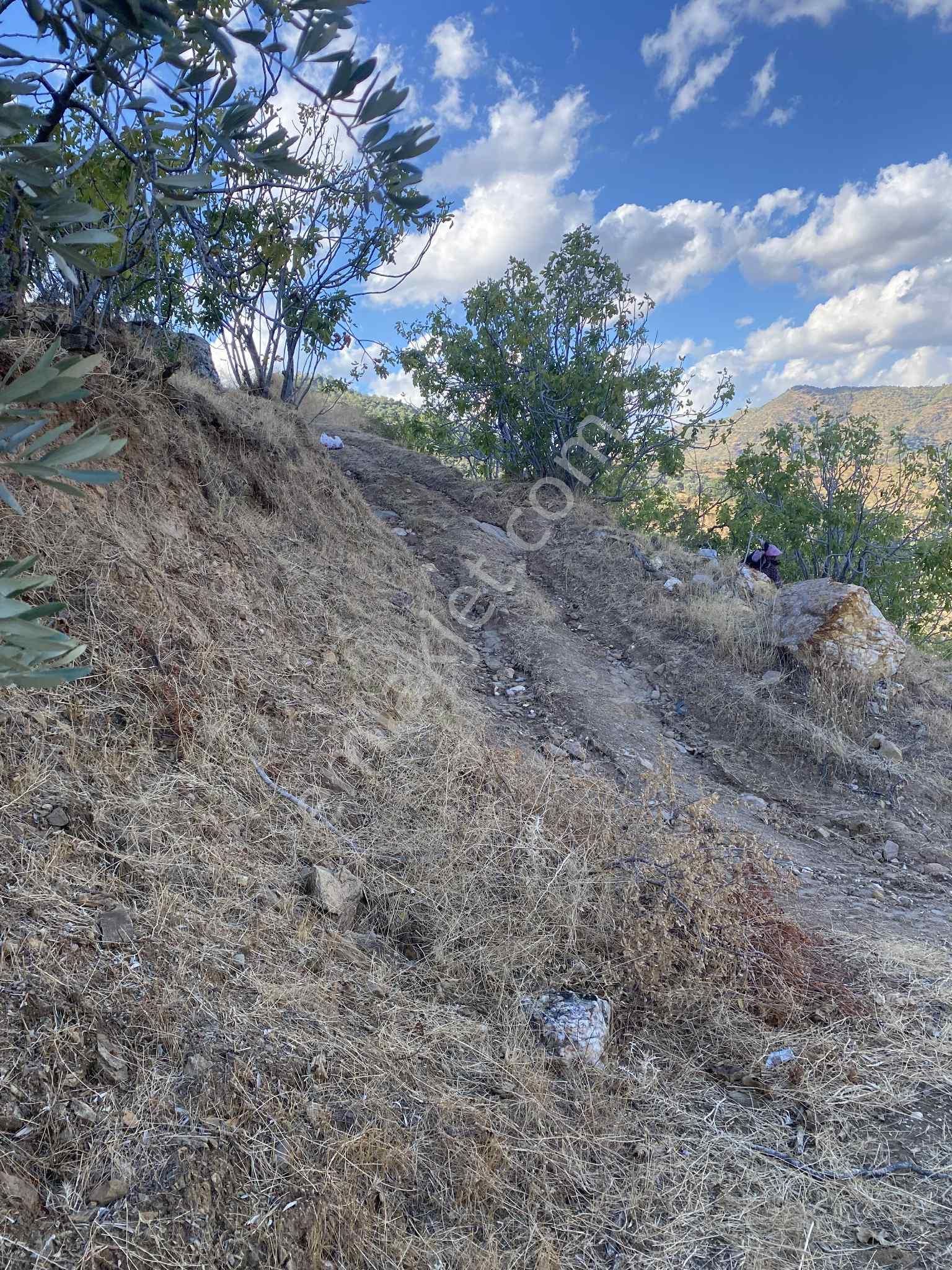 Aydın Nazillli Hisarcık Mah Satılık İncir Ve Zeytin Bahçesi - Görsel 9