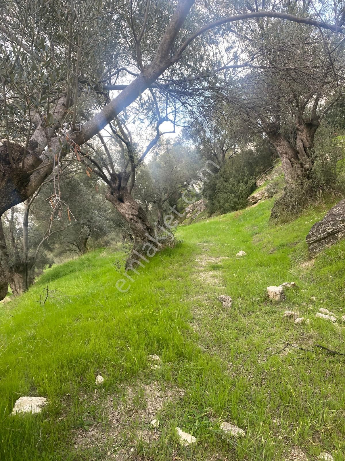 Ayvalık Küçükköyde İzmir Yoluna 5 Dk Sarımsaklı Plajına15 Dk. Zeytinlik - Görsel 10