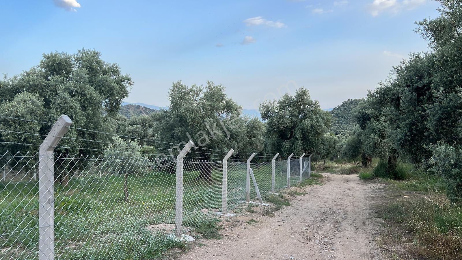 Aydın Nazilli Ocaklı Sınırında Bulunan 4 Dönüm Zeytinliğimiz Satılıktır. 4134 M2’dir. - Görsel 27