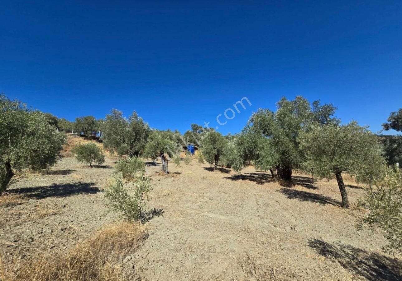 Aydın Nazilli Ocaklı Sınırında Bulunan 4 Dönüm Zeytinliğimiz Satılıktır. 4134 M2’dir. - Görsel 19