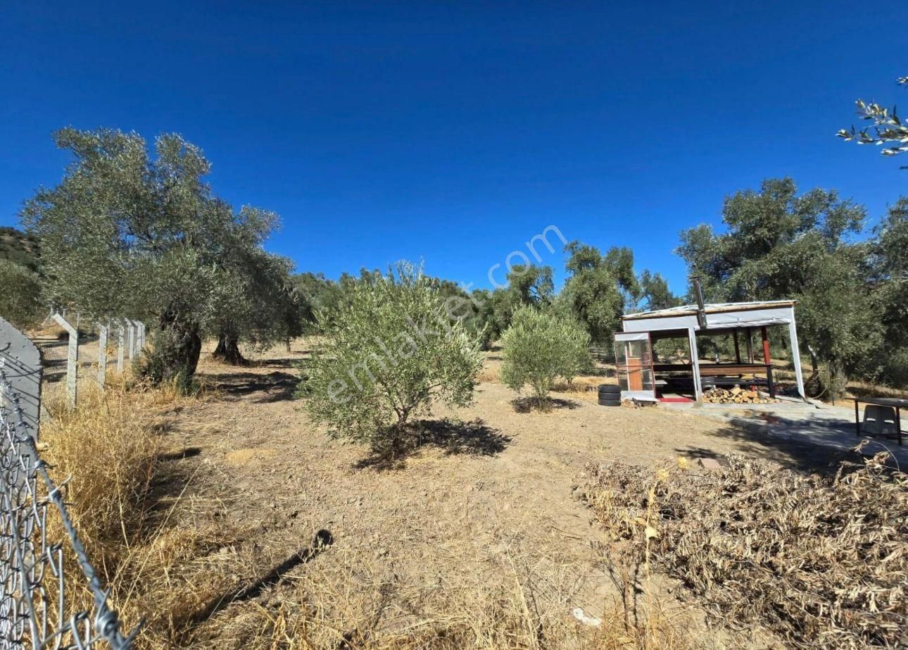 Aydın Nazilli Ocaklı Sınırında Bulunan 4 Dönüm Zeytinliğimiz Satılıktır. 4134 M2’dir. - Görsel 7