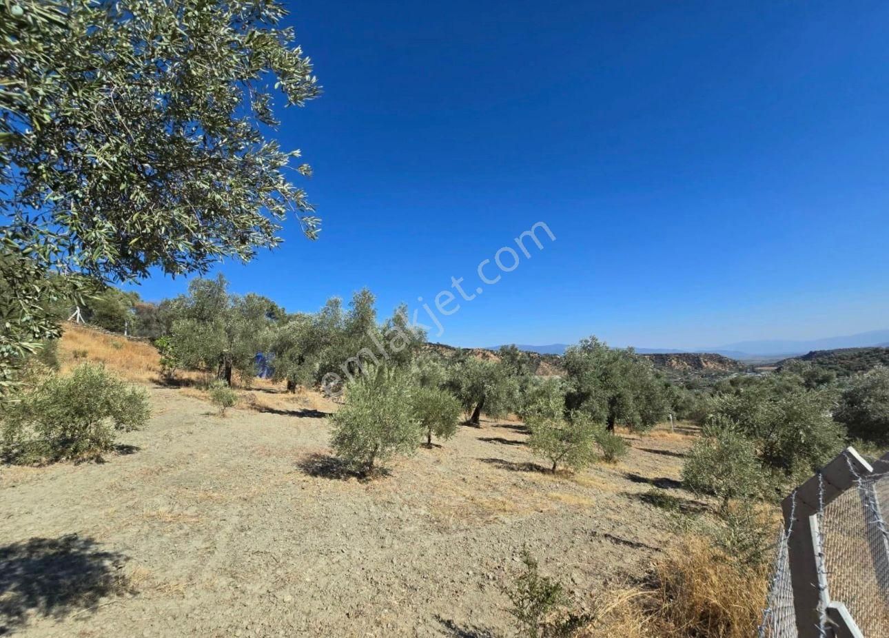 Aydın Nazilli Ocaklı Sınırında Bulunan 4 Dönüm Zeytinliğimiz Satılıktır. 4134 M2’dir. - Görsel 22