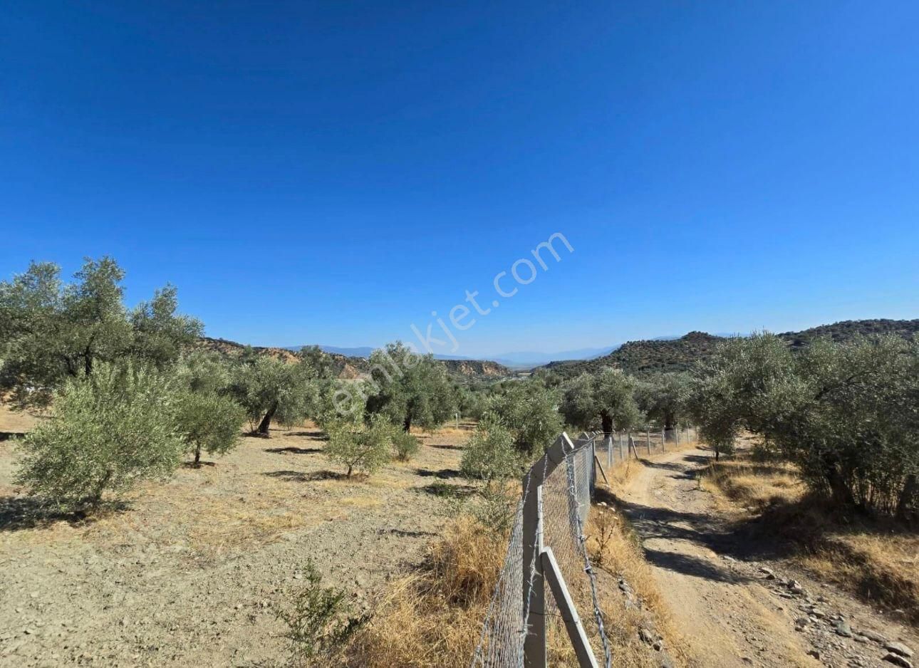 Aydın Nazilli Ocaklı Sınırında Bulunan 4 Dönüm Zeytinliğimiz Satılıktır. 4134 M2’dir. - Görsel 17