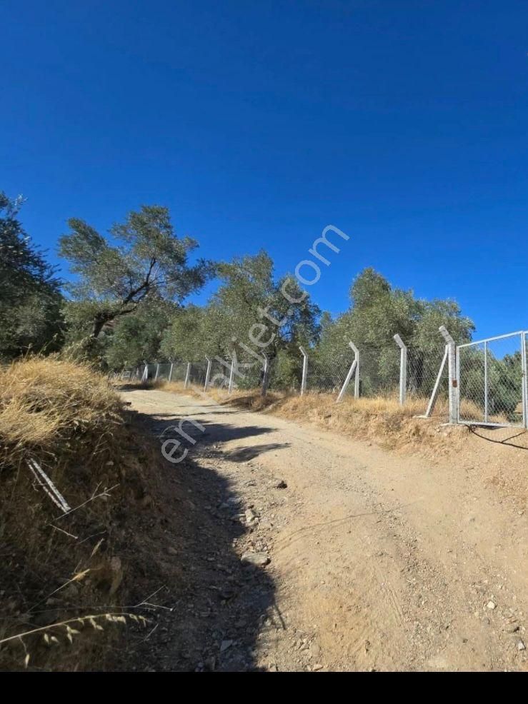 Aydın Nazilli Ocaklı Sınırında Bulunan 4 Dönüm Zeytinliğimiz Satılıktır. 4134 M2’dir. - Görsel 20