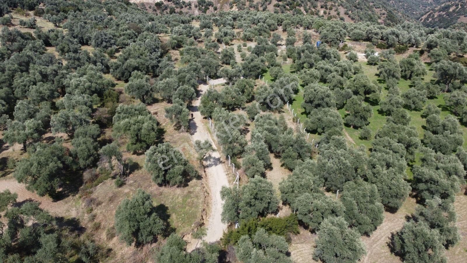 Aydın Nazilli Ocaklı Sınırında Bulunan 4 Dönüm Zeytinliğimiz Satılıktır. 4134 M2’dir. - Görsel 9