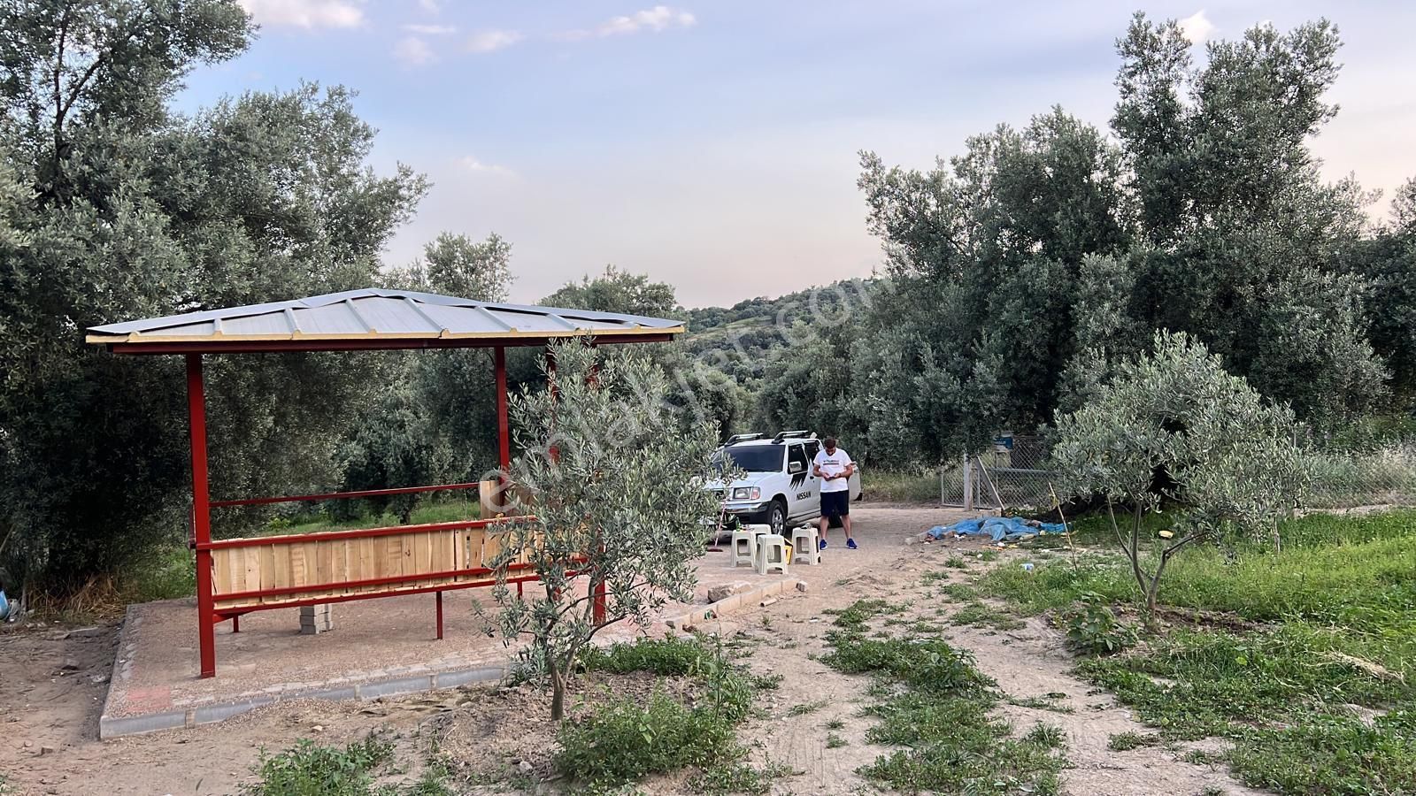 Aydın Nazilli Ocaklı Sınırında Bulunan 4 Dönüm Zeytinliğimiz Satılıktır. 4134 M2’dir. - Görsel 24