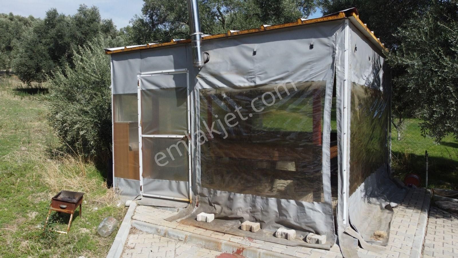 Aydın Nazilli Ocaklı Sınırında Bulunan 4 Dönüm Zeytinliğimiz Satılıktır. 4134 M2’dir. - Görsel 13