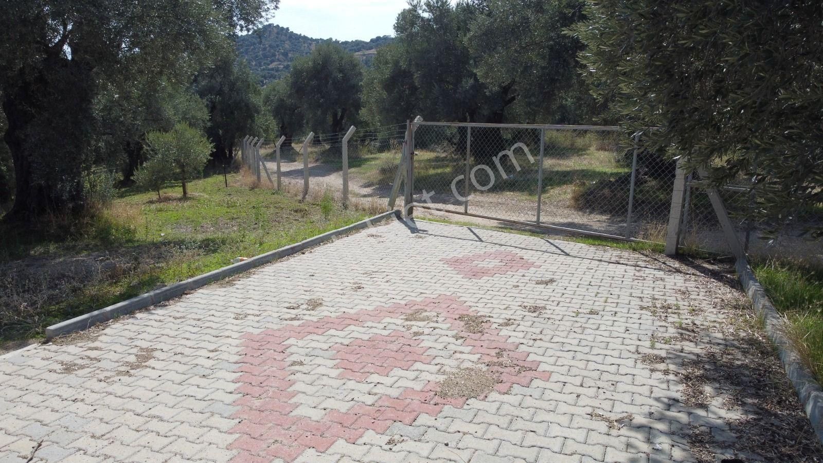 Aydın Nazilli Ocaklı Sınırında Bulunan 4 Dönüm Zeytinliğimiz Satılıktır. 4134 M2’dir. - Görsel 26