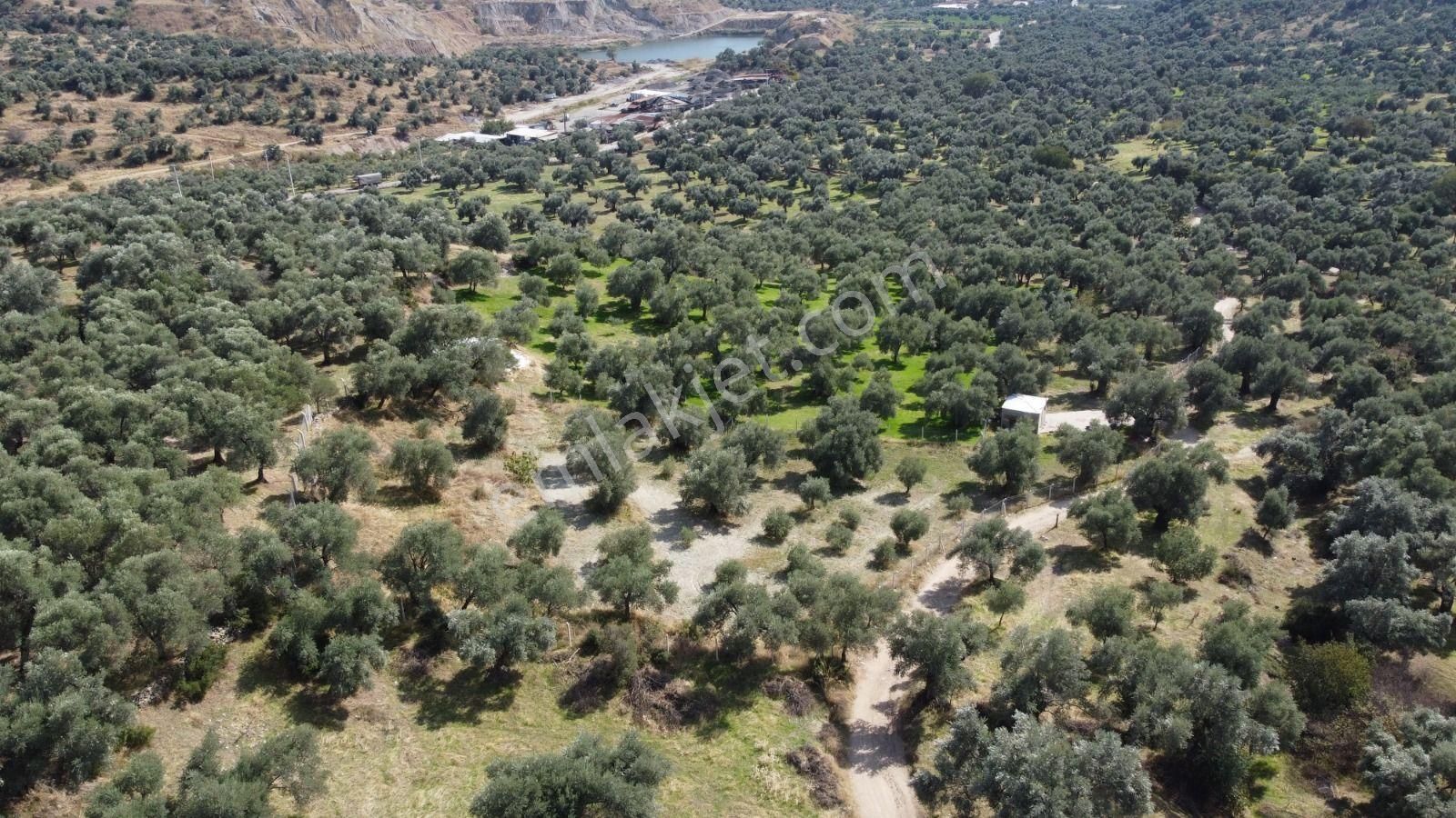 Aydın Nazilli Ocaklı Sınırında Bulunan 4 Dönüm Zeytinliğimiz Satılıktır. 4134 M2’dir. - Görsel 6