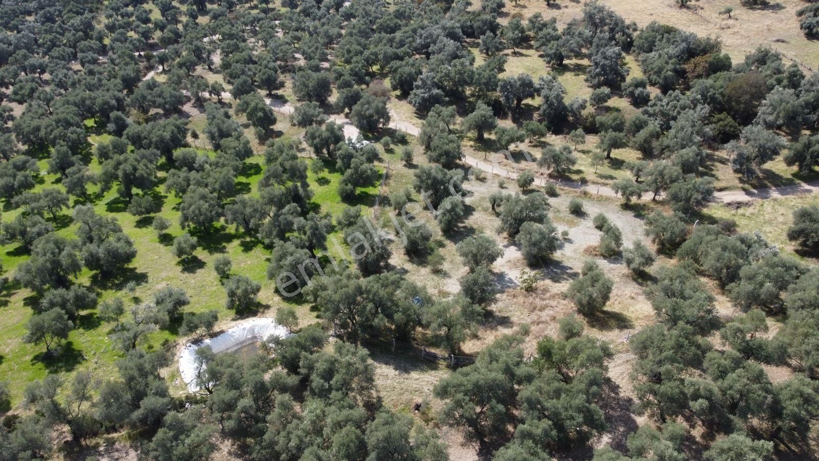 Aydın Nazilli Ocaklı Sınırında Bulunan 4 Dönüm Zeytinliğimiz Satılıktır. 4134 M2’dir. - Görsel 8