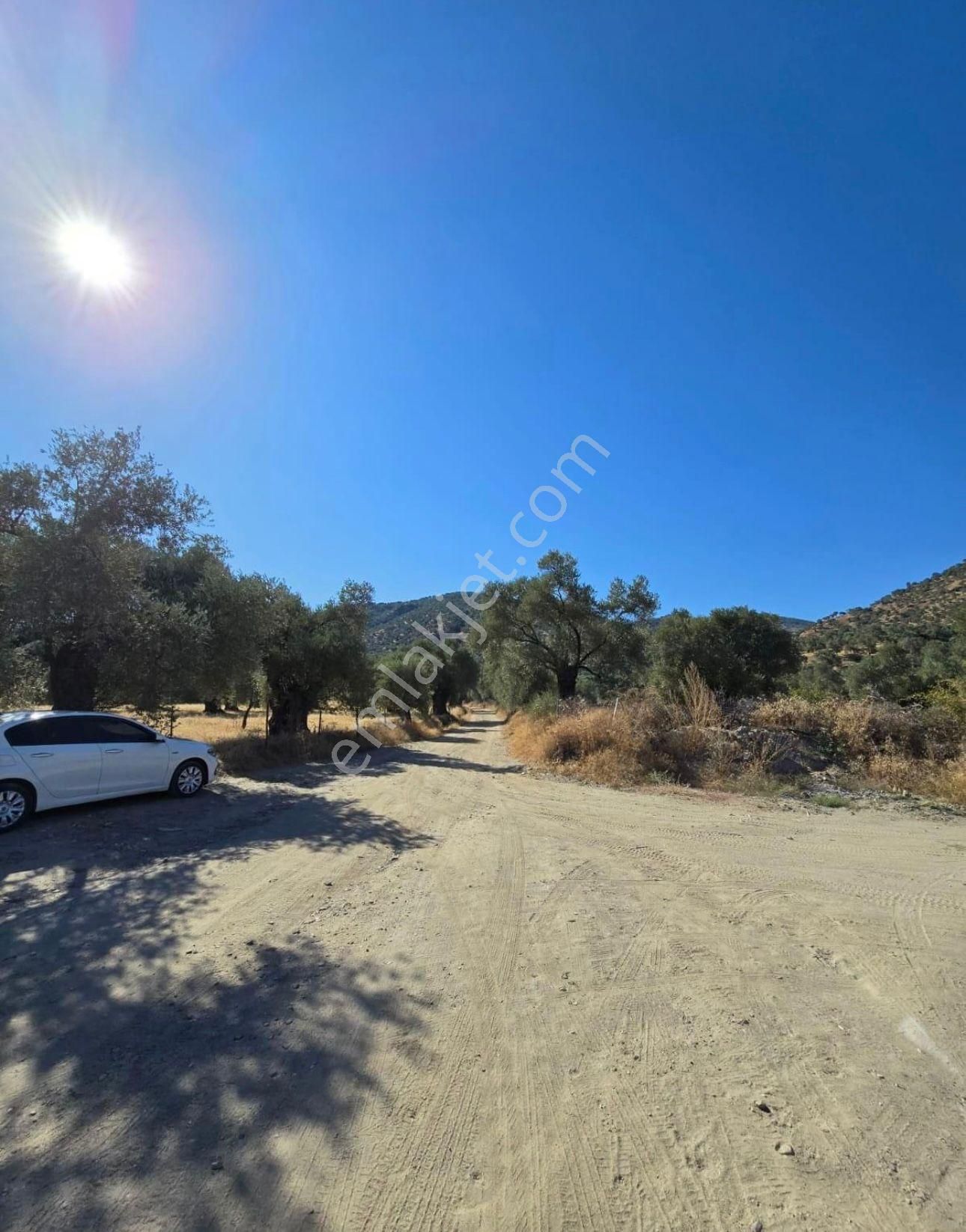 Aydın Nazilli Ocaklı Sınırında Bulunan 4 Dönüm Zeytinliğimiz Satılıktır. 4134 M2’dir. - Görsel 5