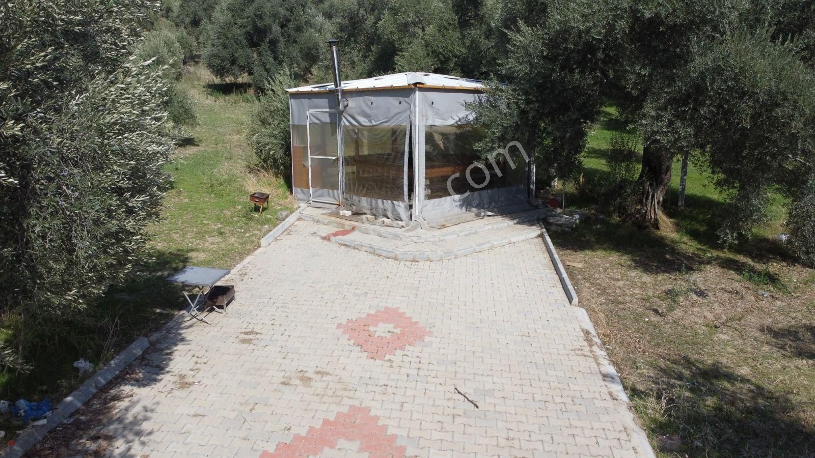 Aydın Nazilli Ocaklı Sınırında Bulunan 4 Dönüm Zeytinliğimiz Satılıktır. 4134 M2’dir. - Görsel 10