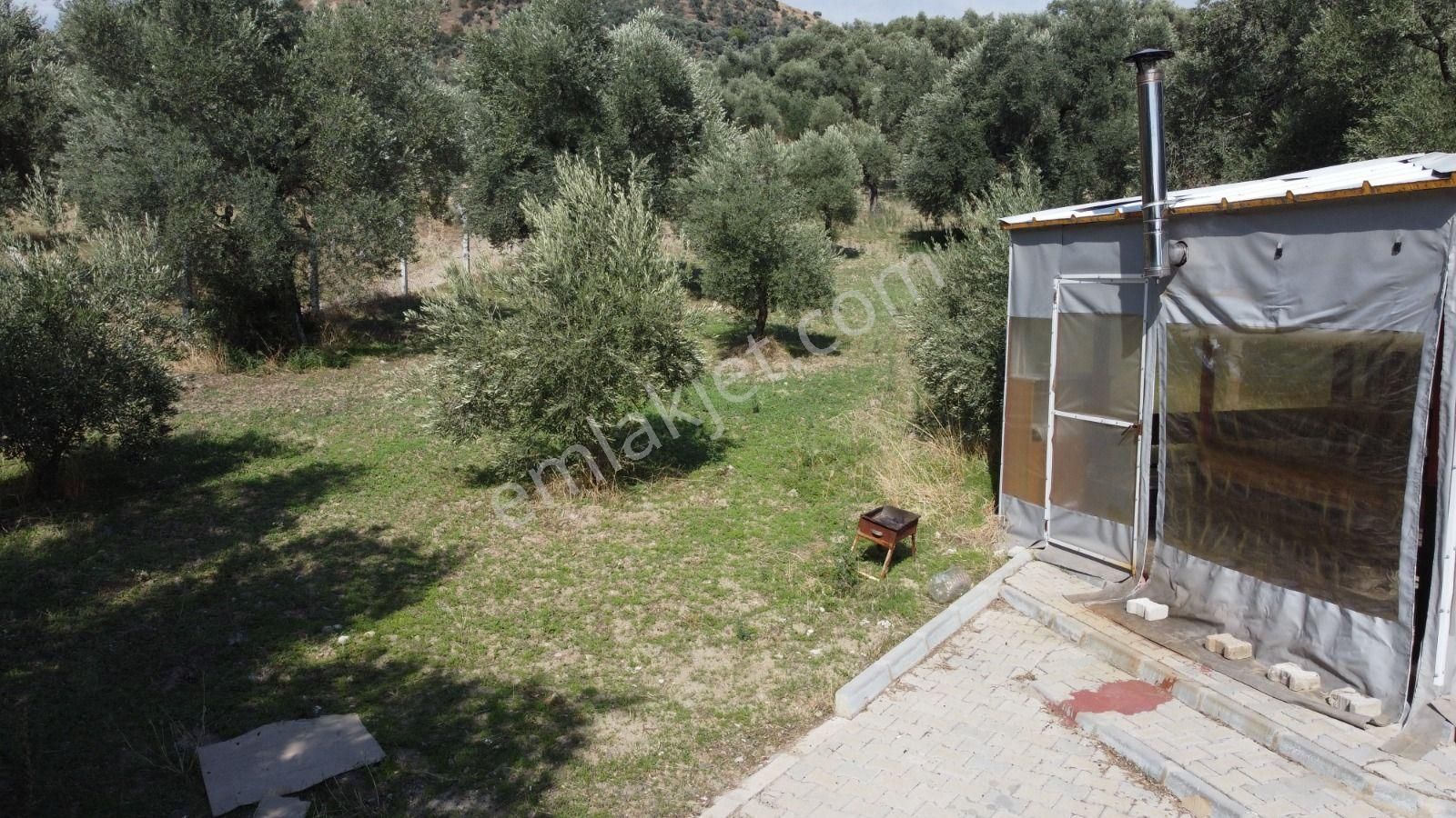 Aydın Nazilli Ocaklı Sınırında Bulunan 4 Dönüm Zeytinliğimiz Satılıktır. 4134 M2’dir. - Görsel 11