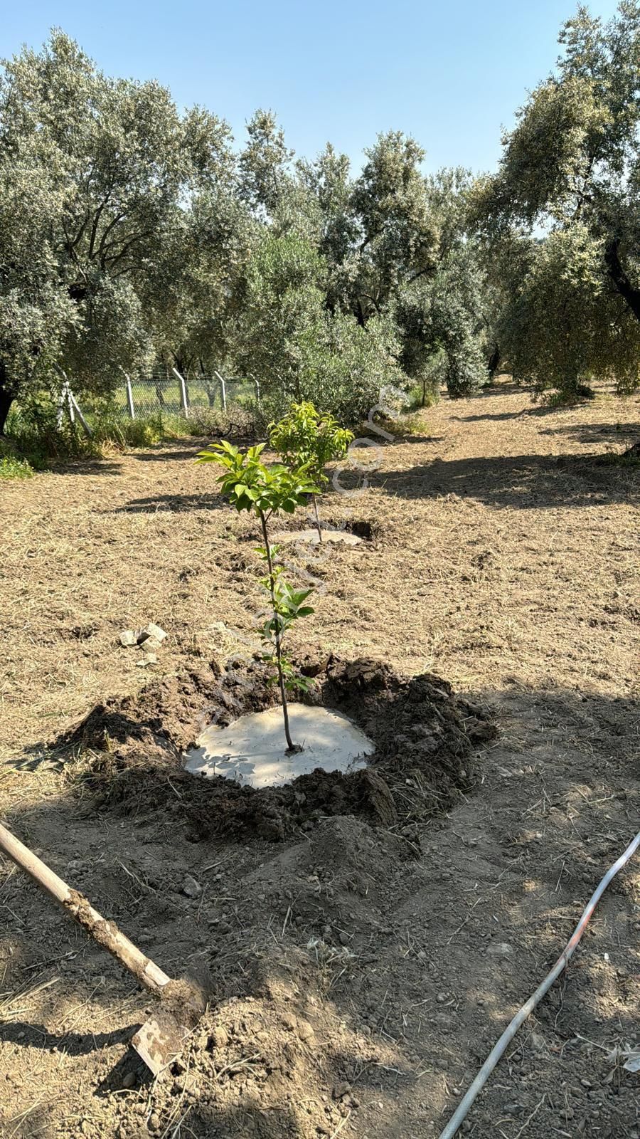 Aydın Nazilli Ocaklı Sınırında Bulunan 4 Dönüm Zeytinliğimiz Satılıktır. 4134 M2’dir. - Görsel 30