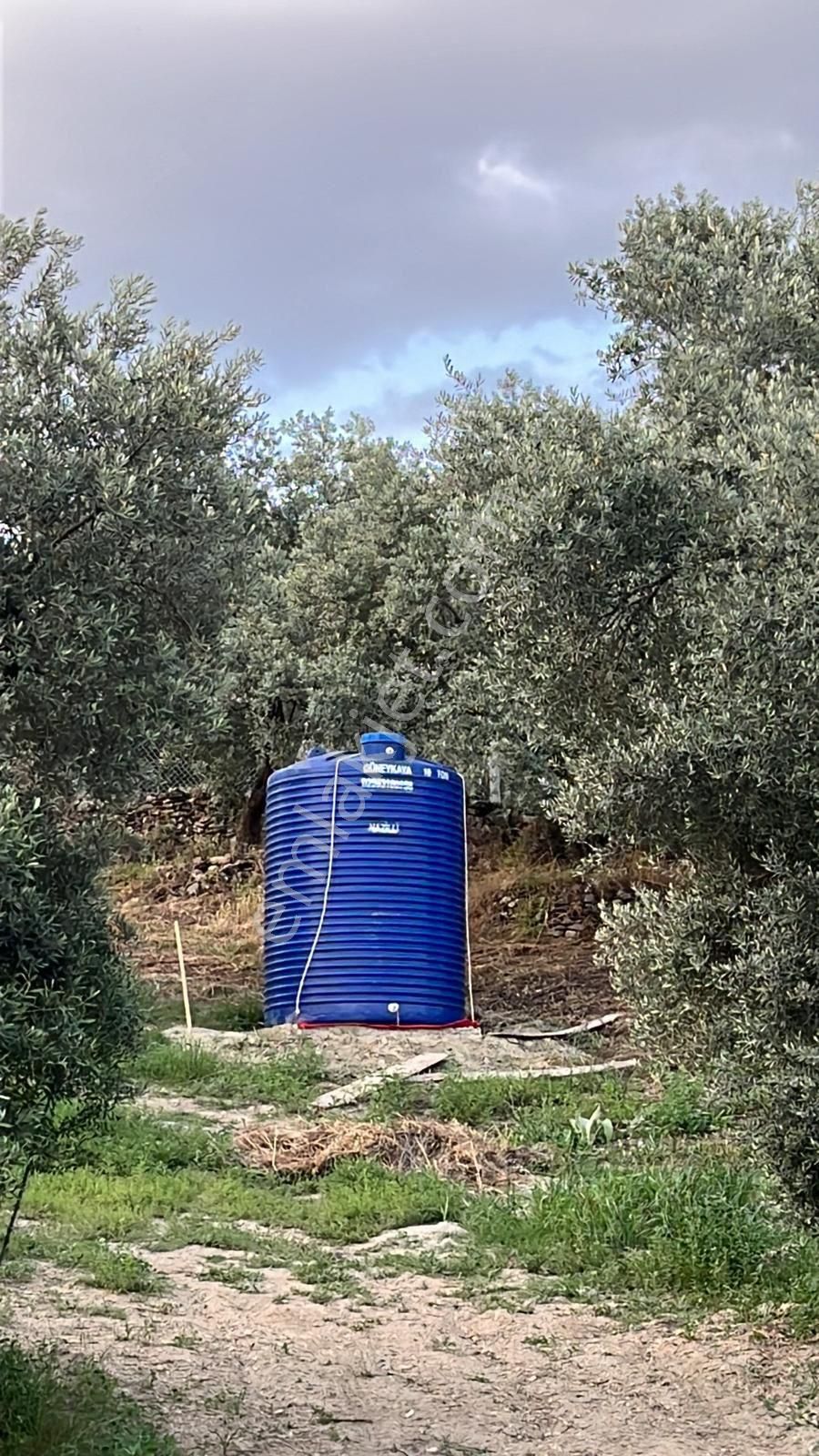 Aydın Nazilli Ocaklı Sınırında Bulunan 4 Dönüm Zeytinliğimiz Satılıktır. 4134 M2’dir. - Görsel 29