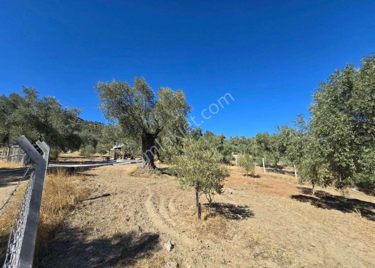 Aydın Nazilli Ocaklı Sınırında Bulunan 4 Dönüm Zeytinliğimiz Satılıktır. 4134 M2’dir. - Görsel 21