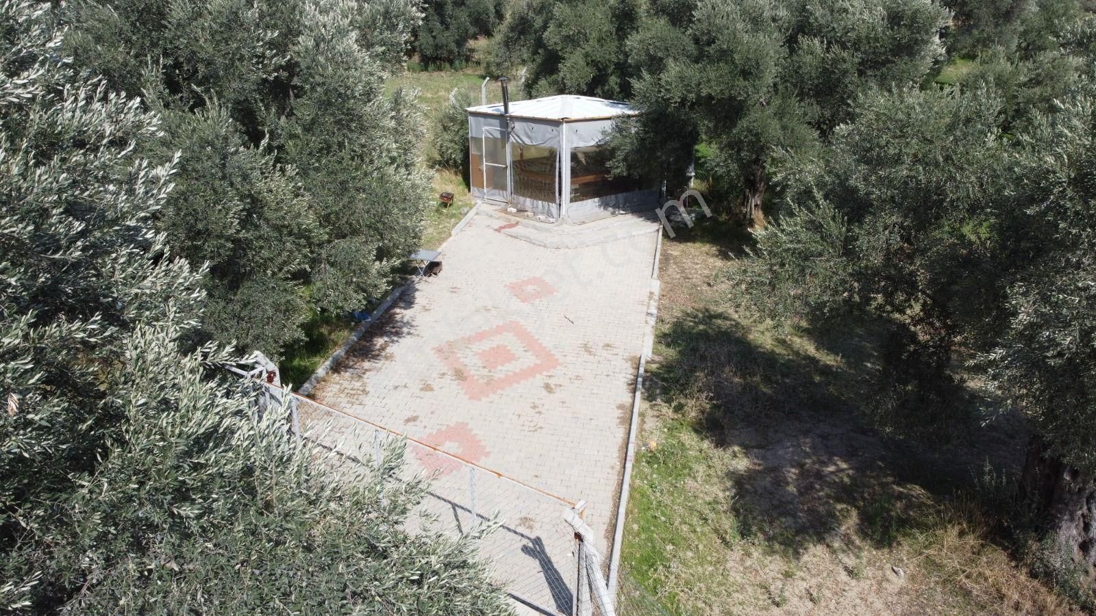 Aydın Nazilli Ocaklı Sınırında Bulunan 4 Dönüm Zeytinliğimiz Satılıktır. 4134 M2’dir. - Görsel 16