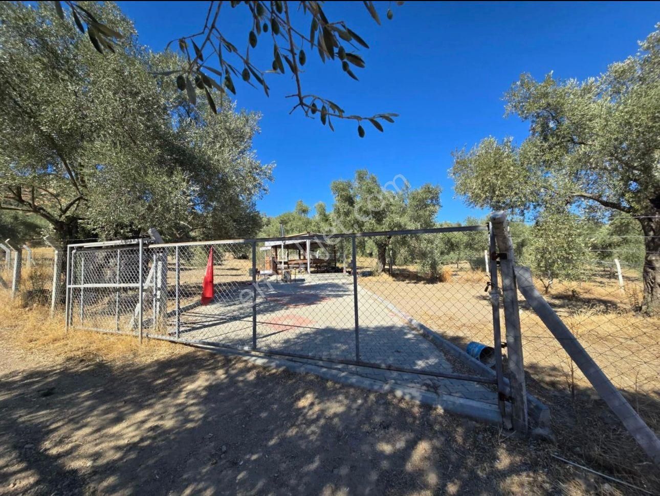 Aydın Nazilli Ocaklı Sınırında Bulunan 4 Dönüm Zeytinliğimiz Satılıktır. 4134 M2’dir. - Görsel 4