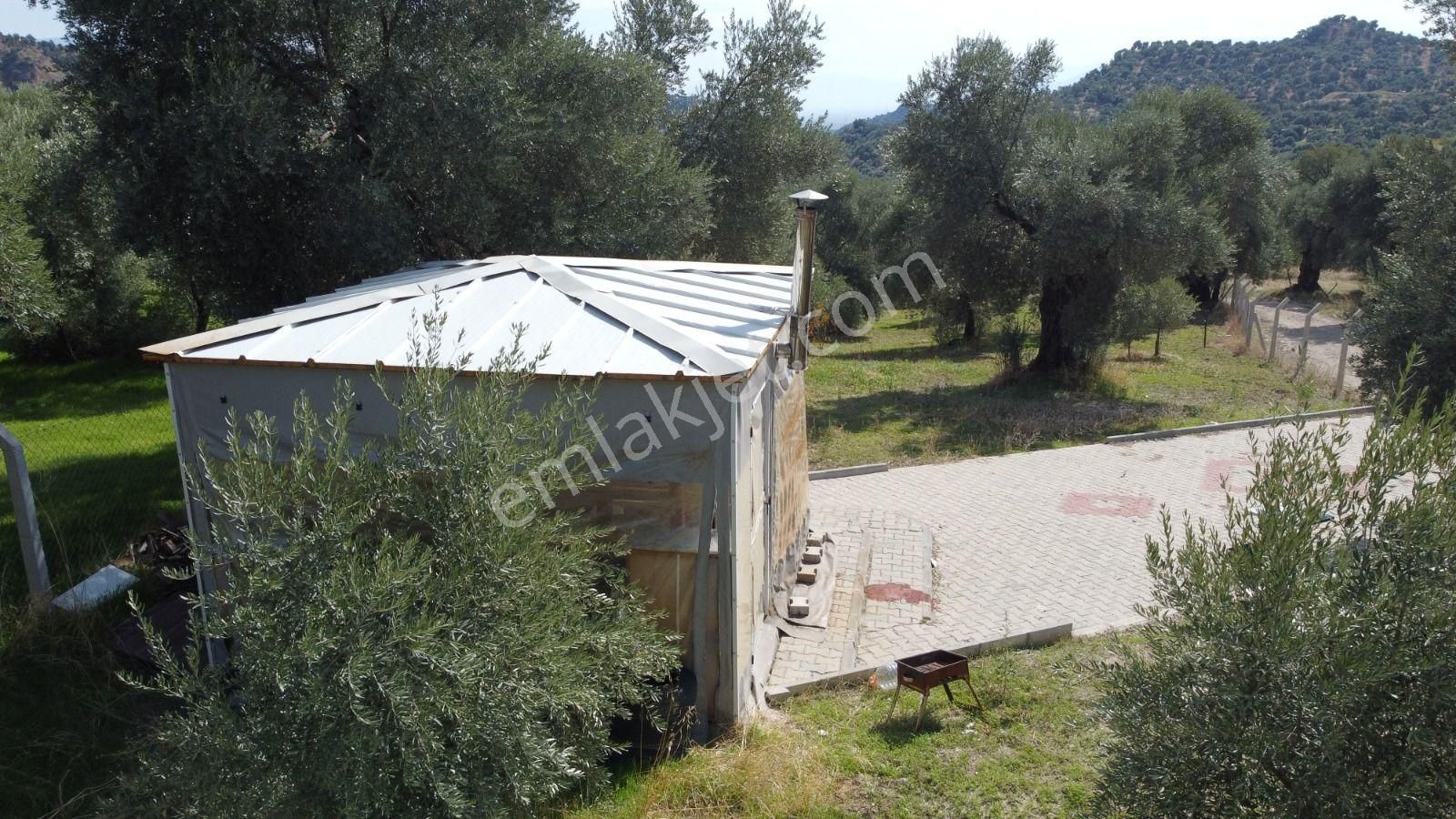 Aydın Nazilli Ocaklı Sınırında Bulunan 4 Dönüm Zeytinliğimiz Satılıktır. 4134 M2’dir. - Görsel 12