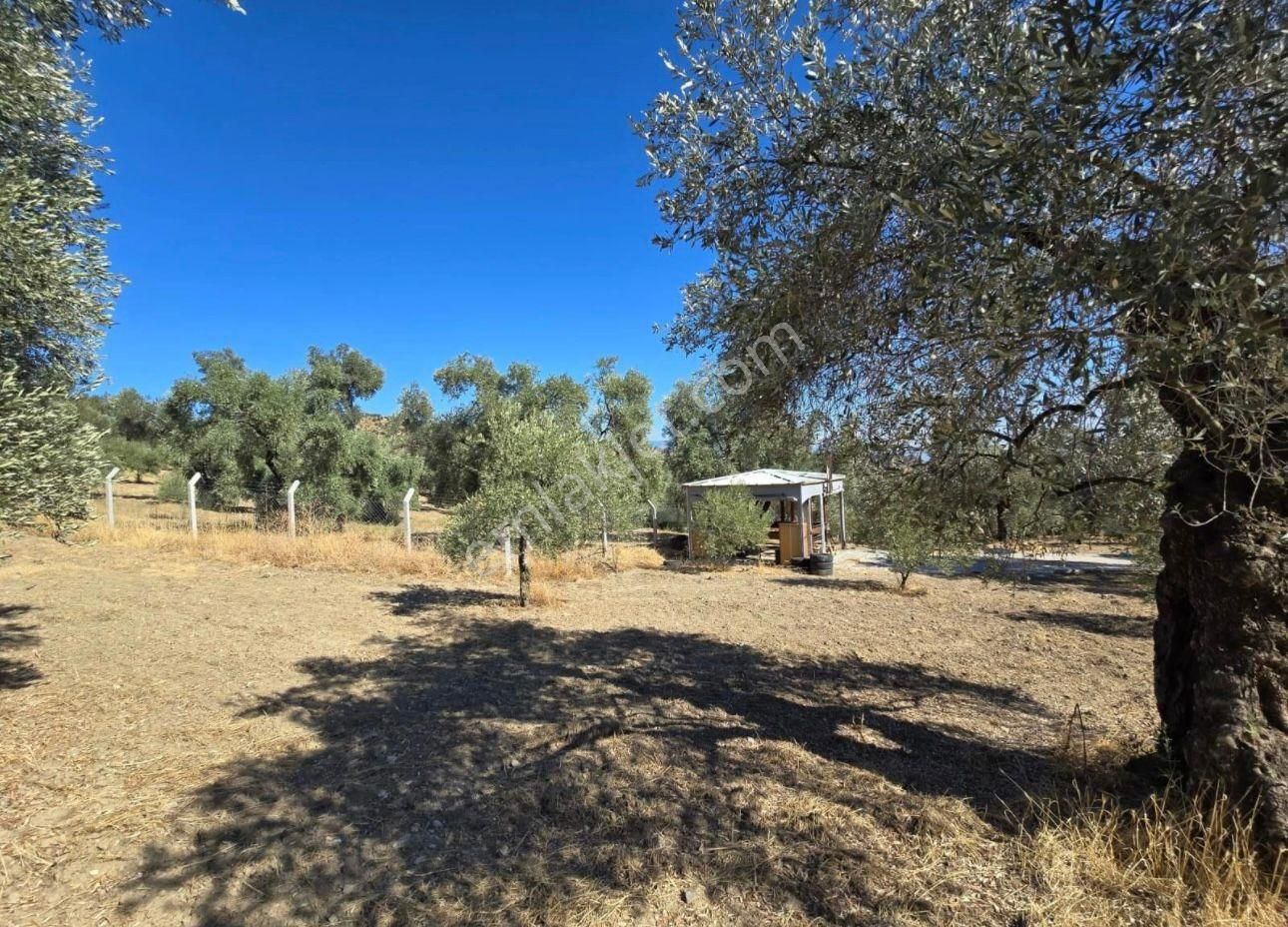 Aydın Nazilli Ocaklı Sınırında Bulunan 4 Dönüm Zeytinliğimiz Satılıktır. 4134 M2’dir. - Görsel 18