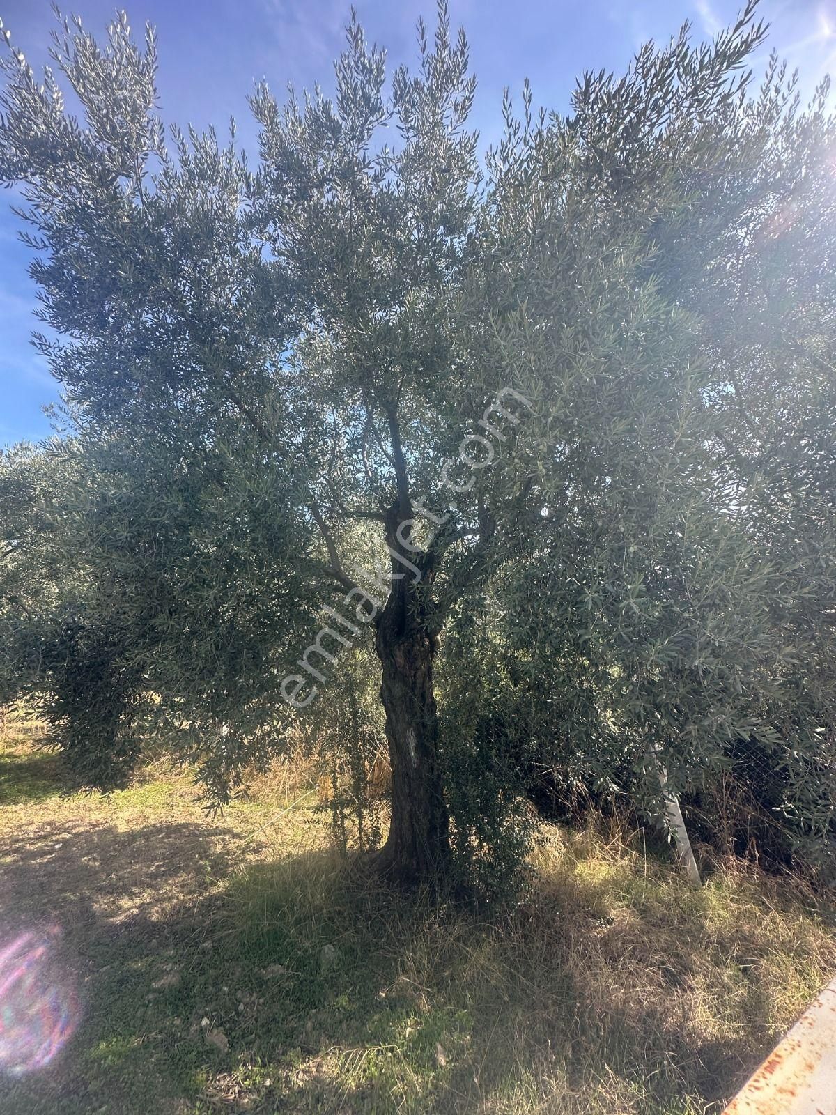 Aydın Nazilli Ocaklı Sınırında Bulunan 4 Dönüm Zeytinliğimiz Satılıktır. 4134 M2’dir. - Görsel 14