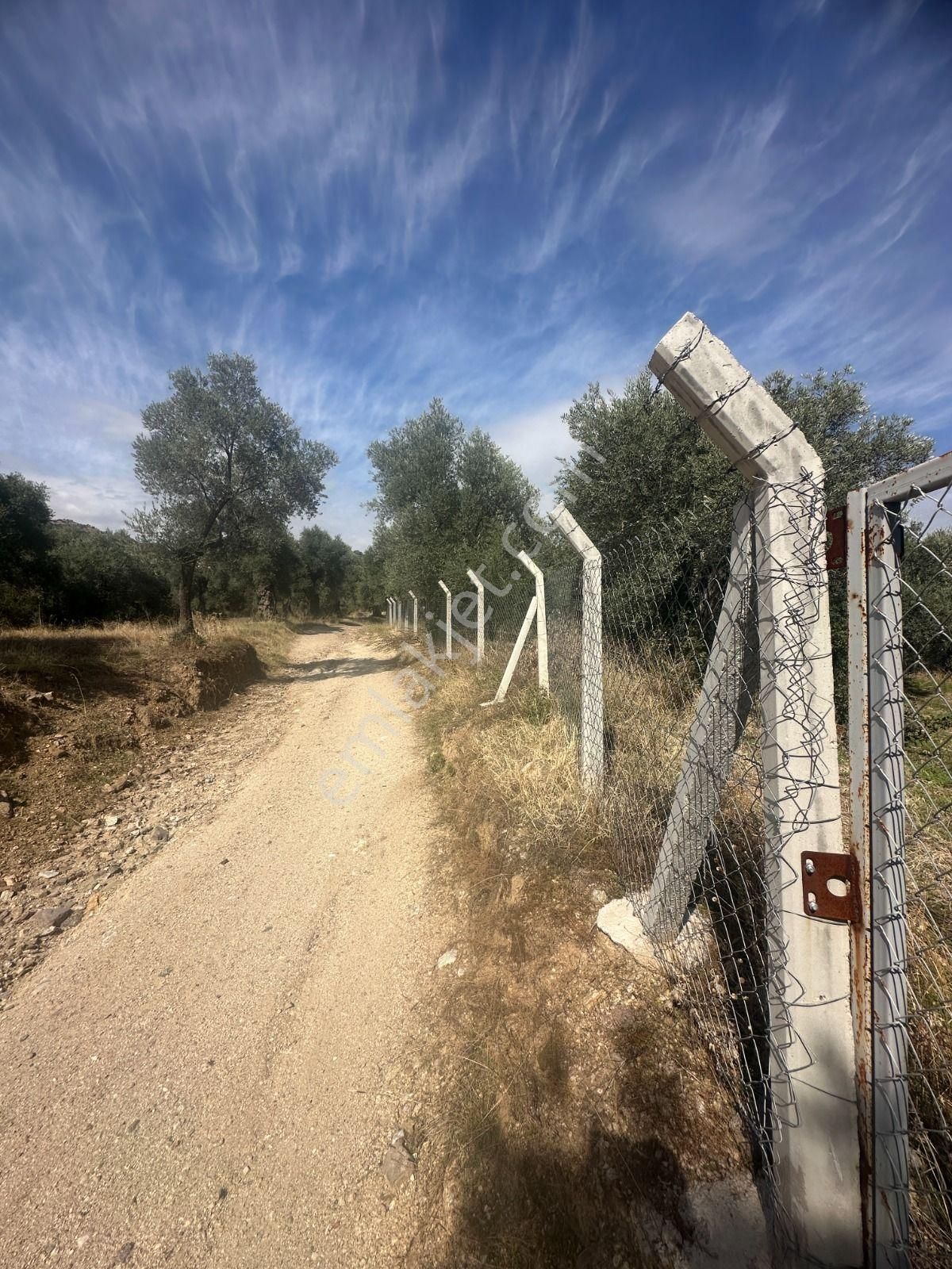 Aydın Nazilli Ocaklı Sınırında Bulunan 4 Dönüm Zeytinliğimiz Satılıktır. 4134 M2’dir. - Görsel 15