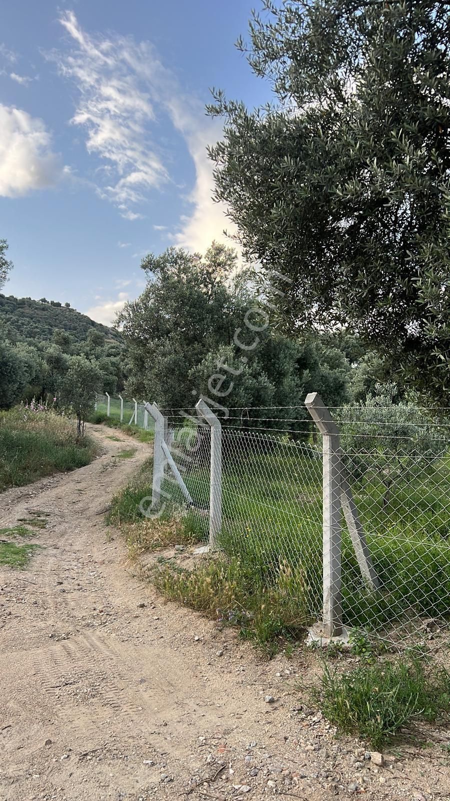 Aydın Nazilli Ocaklı Sınırında Bulunan 4 Dönüm Zeytinliğimiz Satılıktır. 4134 M2’dir. - Görsel 23