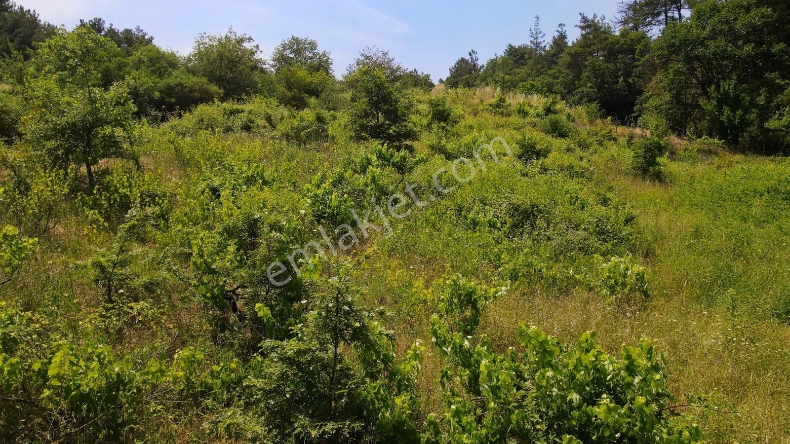 Yenice'nin Yeşil Ve Gölete Yakın Köyünde 324 M² İmarlı Son Arsa - Görsel 16