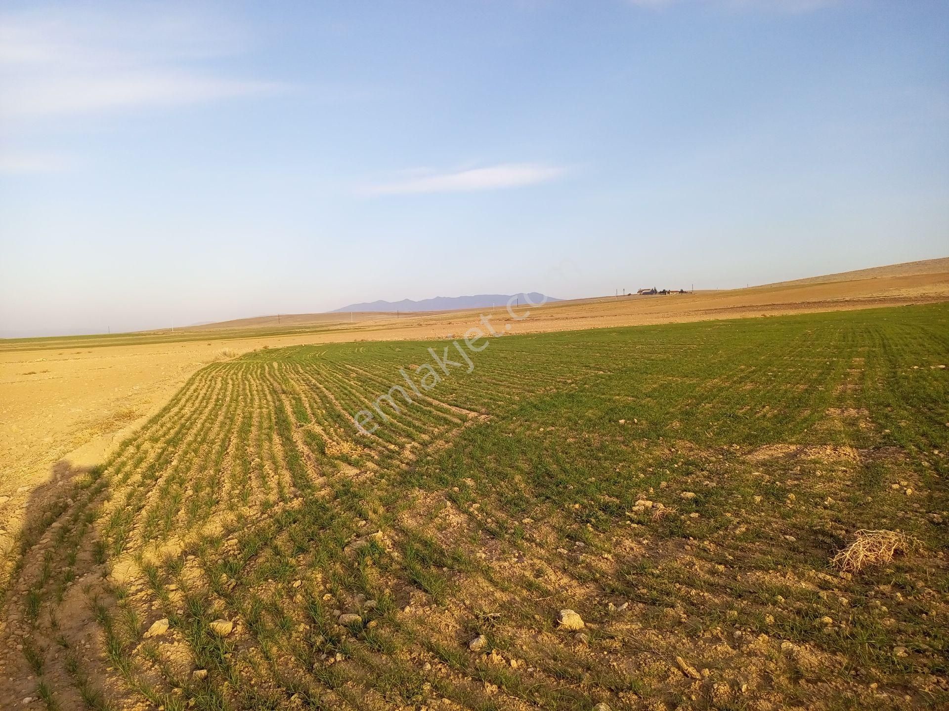 Afyonkarahisar Sultandağı Yenikarabag Köyü 0 / 1556 / 6400 M2tarla - Görsel 19