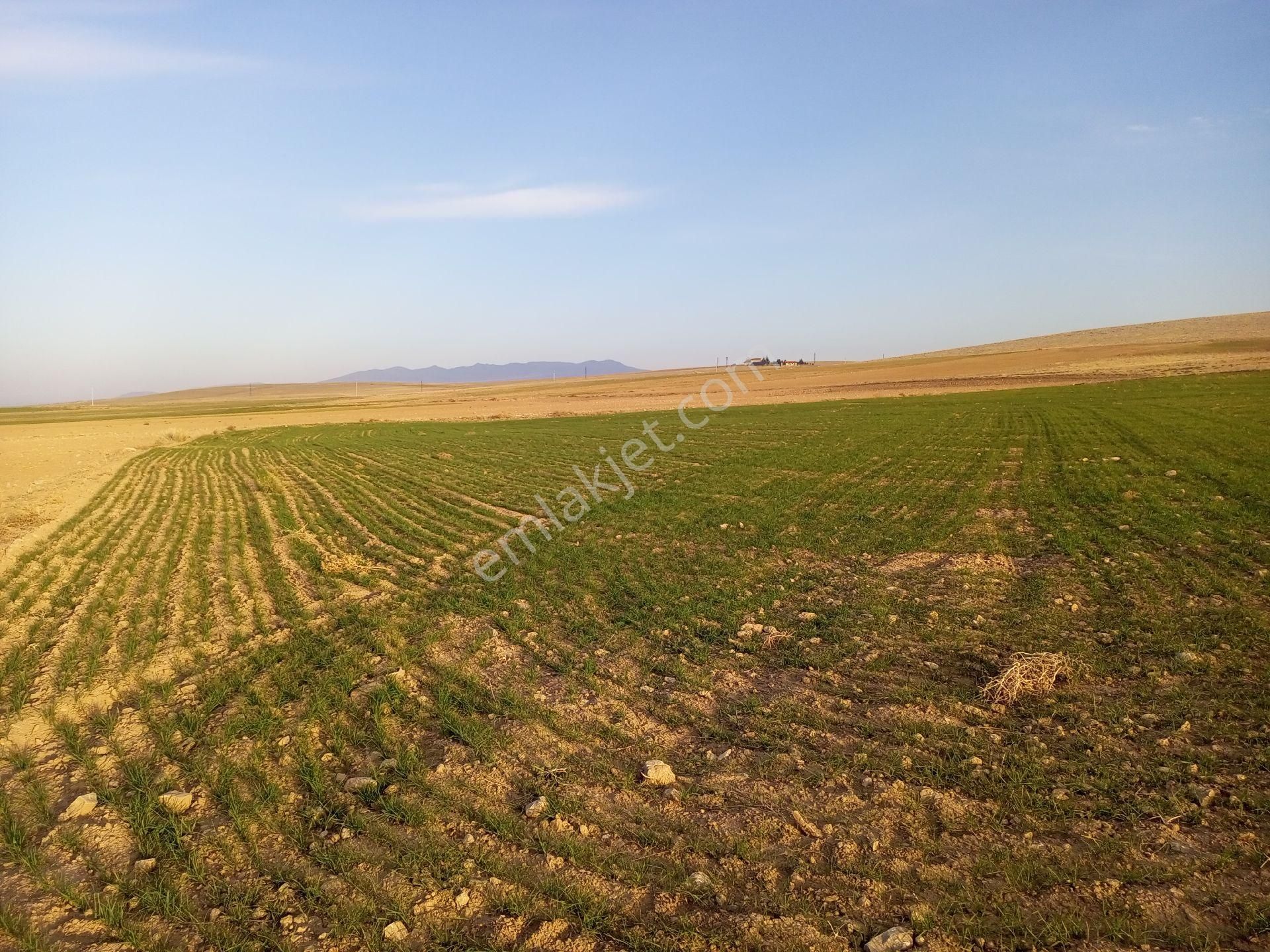 Afyonkarahisar Sultandağı Yenikarabag Köyü 0 / 1556 / 6400 M2tarla - Görsel 29