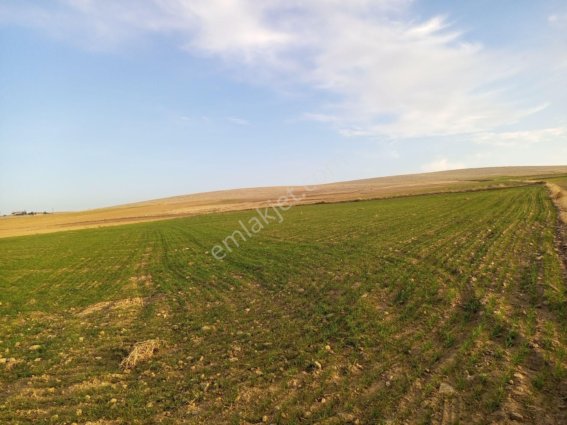 Afyonkarahisar Sultandağı Yenikarabag Köyü 0 / 1556 / 6400 M2tarla - Görsel 17