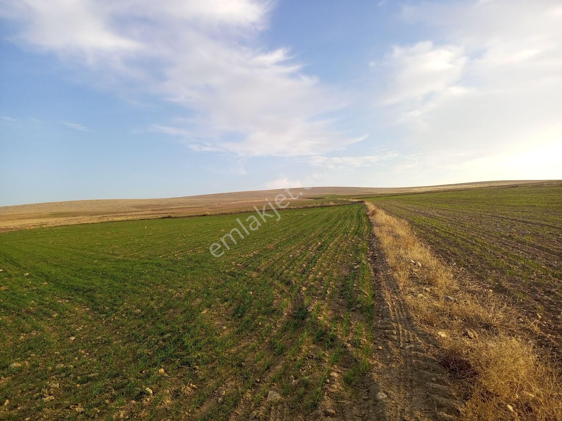 Afyonkarahisar Sultandağı Yenikarabag Köyü 0 / 1556 / 6400 M2tarla - Görsel 16