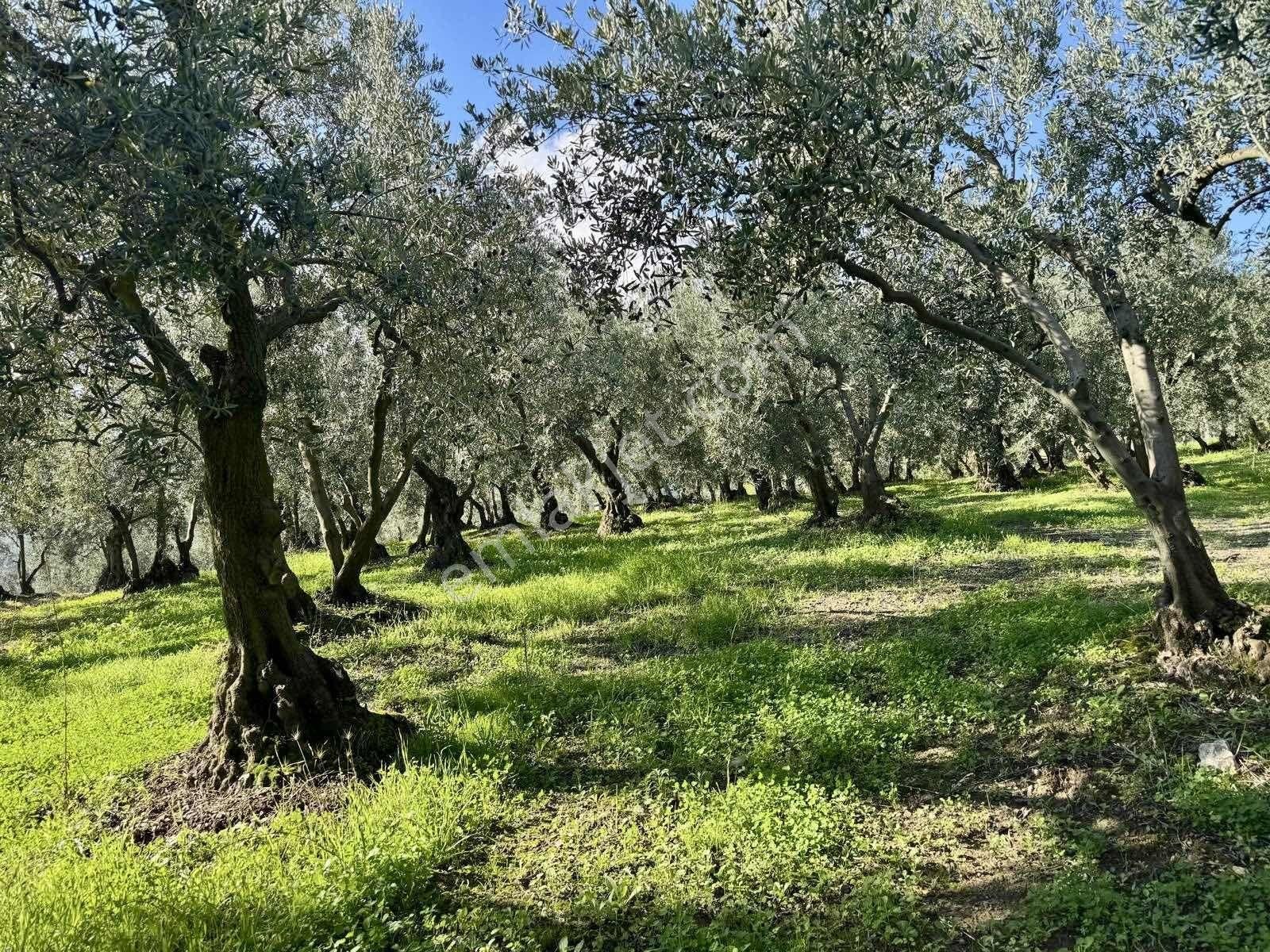 Mudanya Çepnide Merkeze Yakın Satılık Zeytinlik