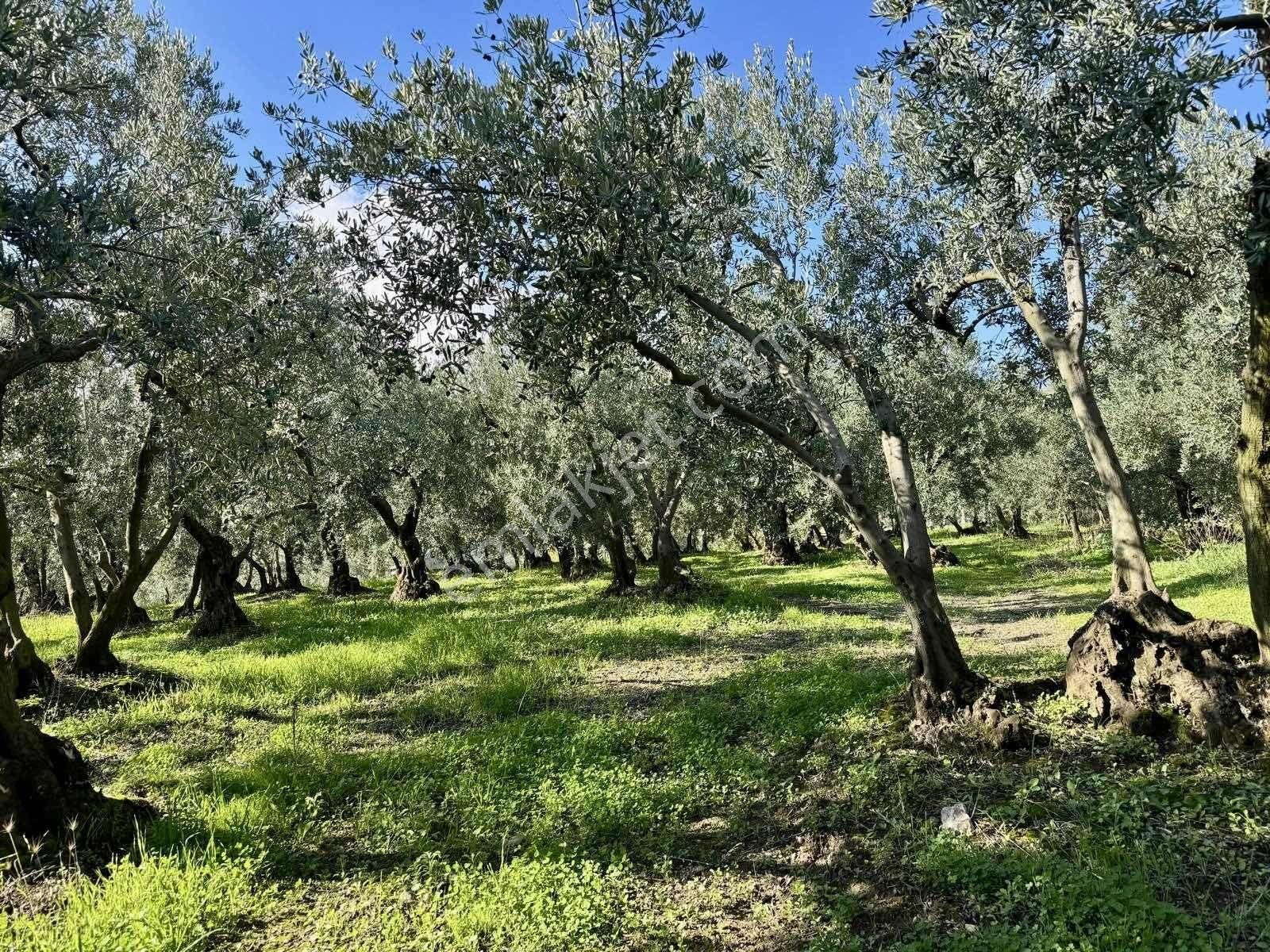 Mudanya Çepnide Merkeze Yakın Satılık Zeytinlik - Görsel 2