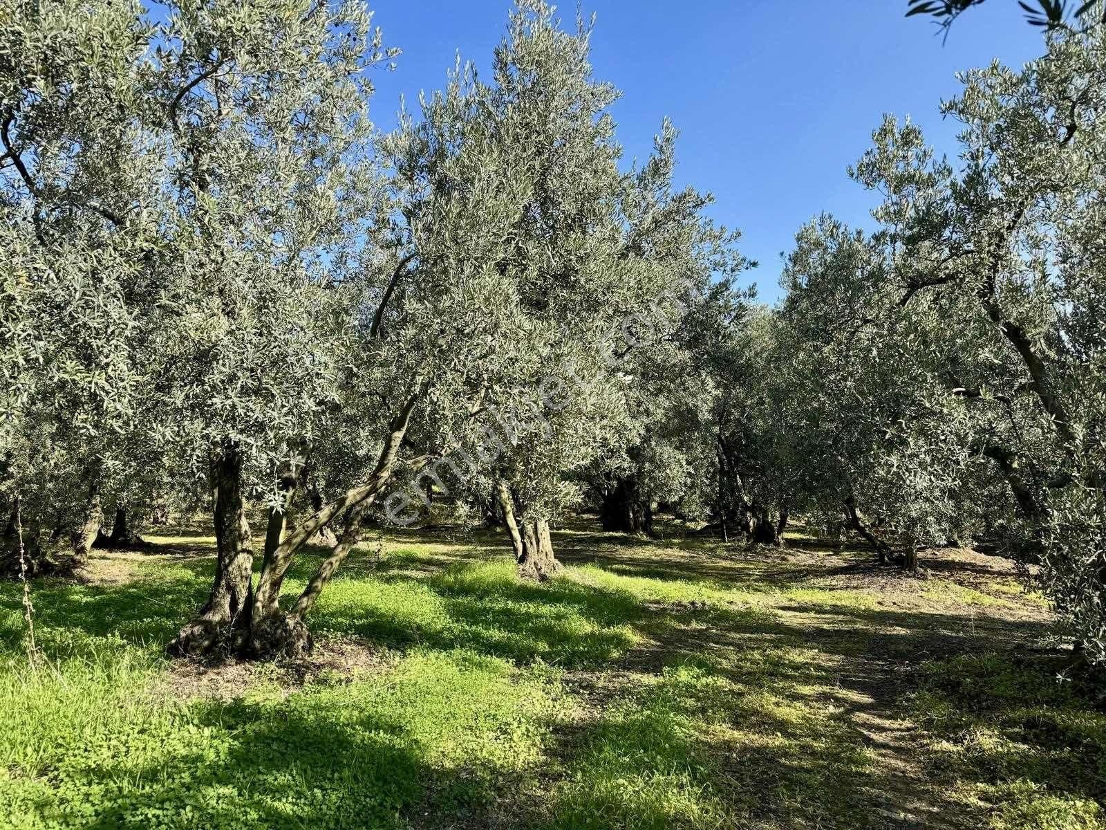 Mudanya Çepnide Merkeze Yakın Satılık Zeytinlik - Görsel 7