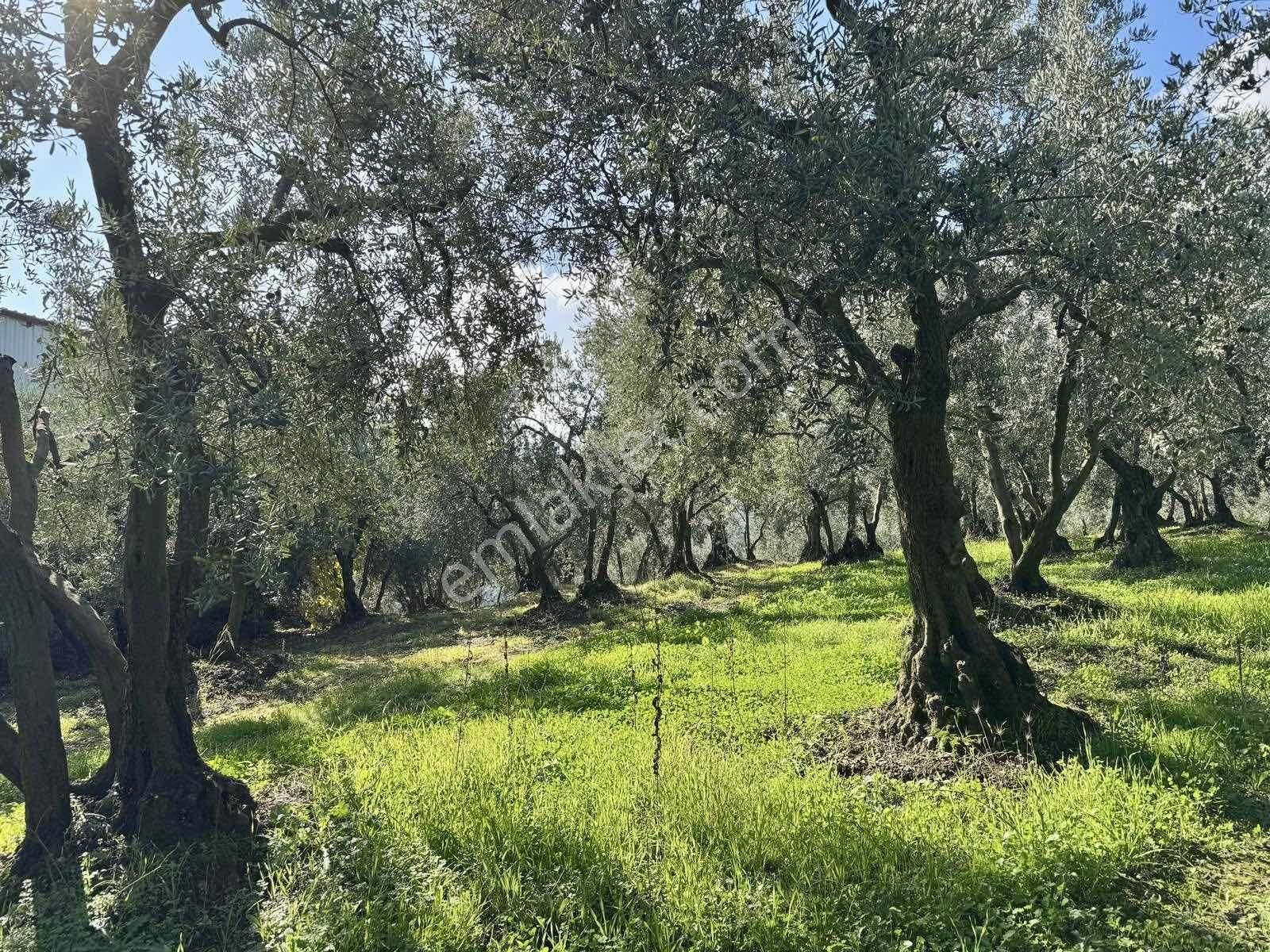 Mudanya Çepnide Merkeze Yakın Satılık Zeytinlik - Görsel 21